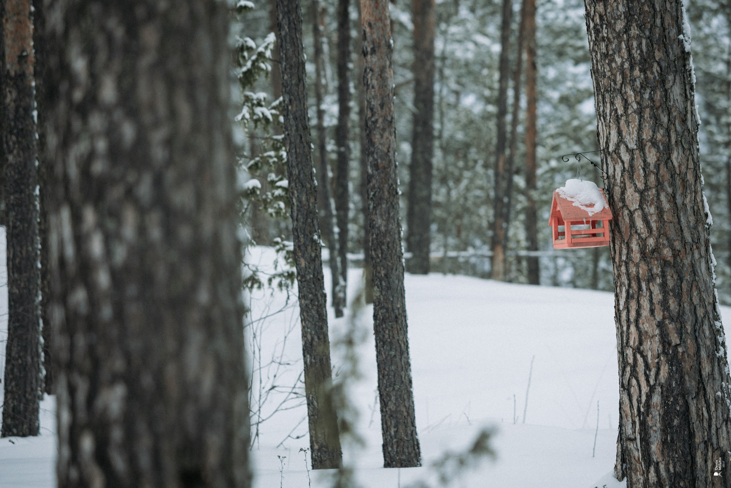 Прогулка по озеру. Портретный фотограф Денис Милютин