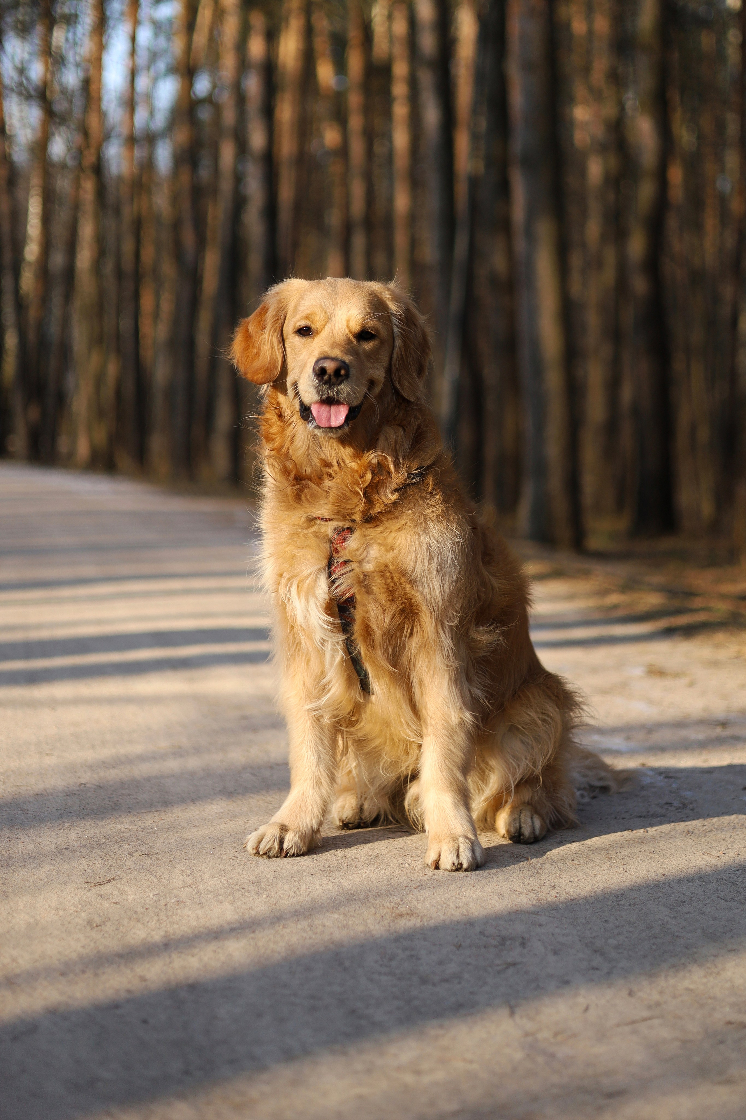 Лёва и Катя. Фотограф-анималист Ксения Шевцова|Москва