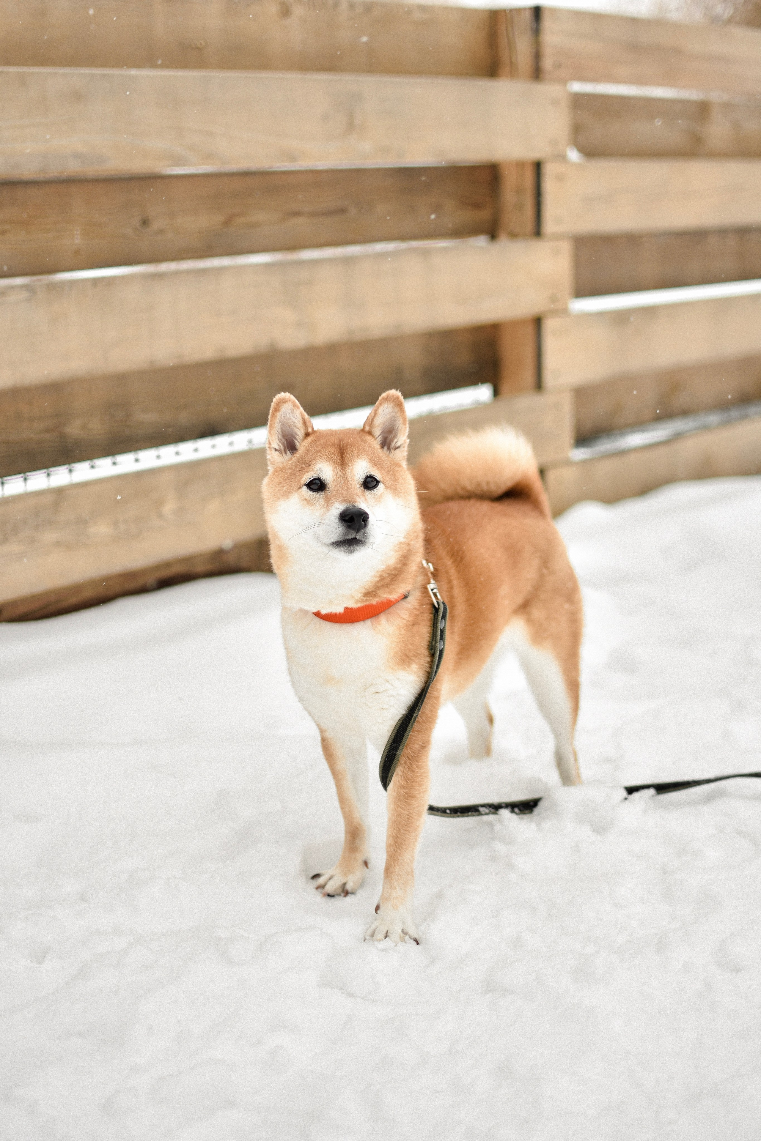 Ханна и Даша. Фотограф-анималист Ксения Шевцова|Москва