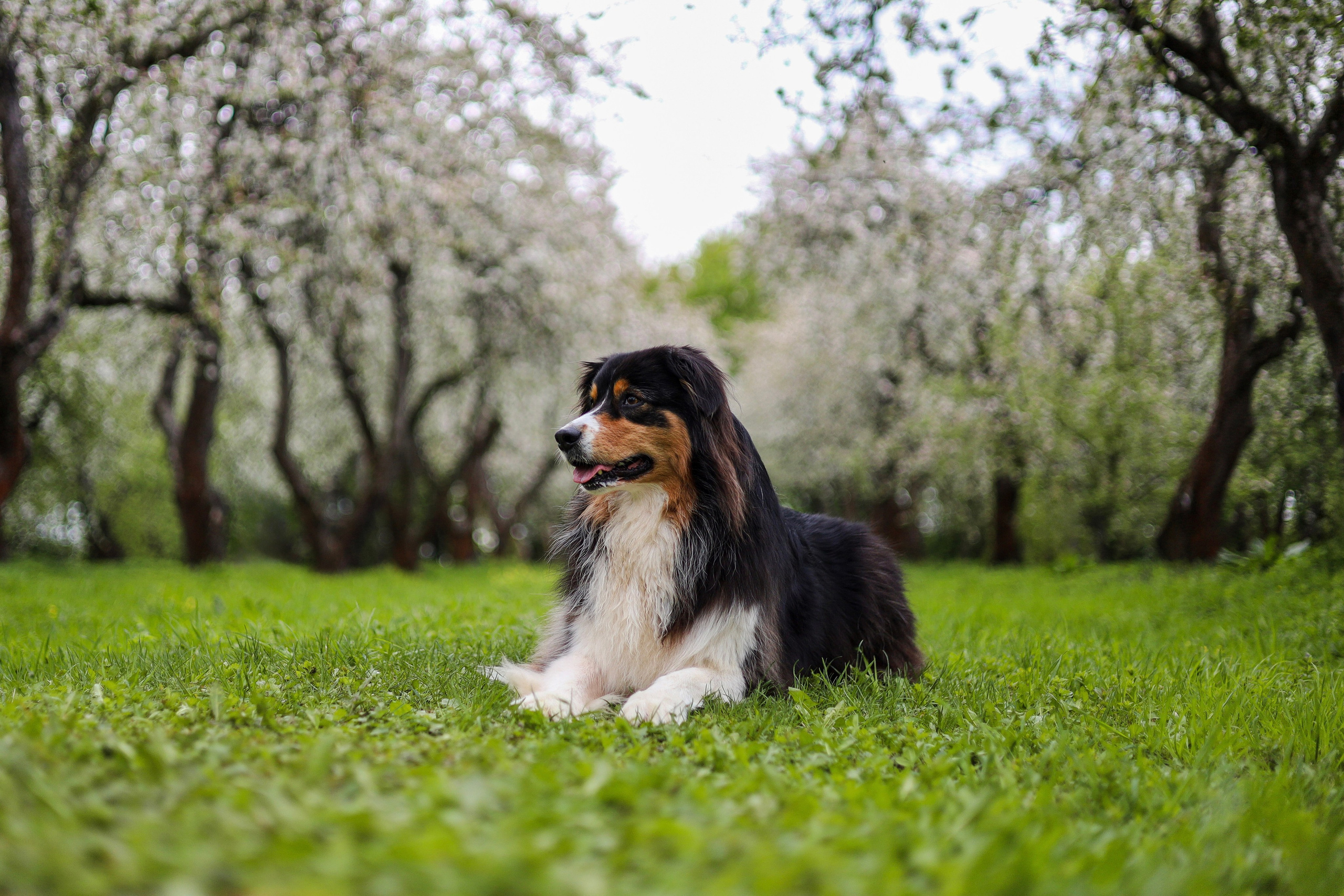 Келли и Света. Фотограф-анималист Ксения Шевцова|Москва