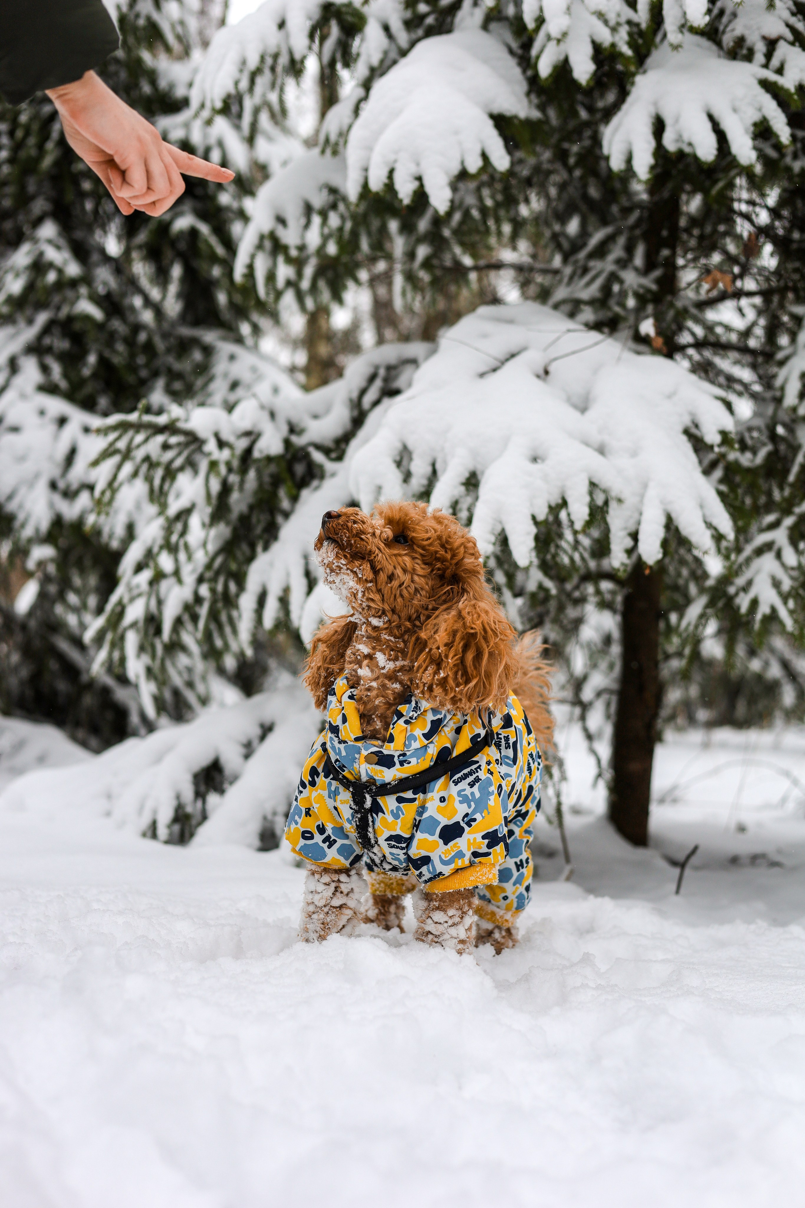 Муд и Леся. Фотограф-анималист Ксения Шевцова|Москва