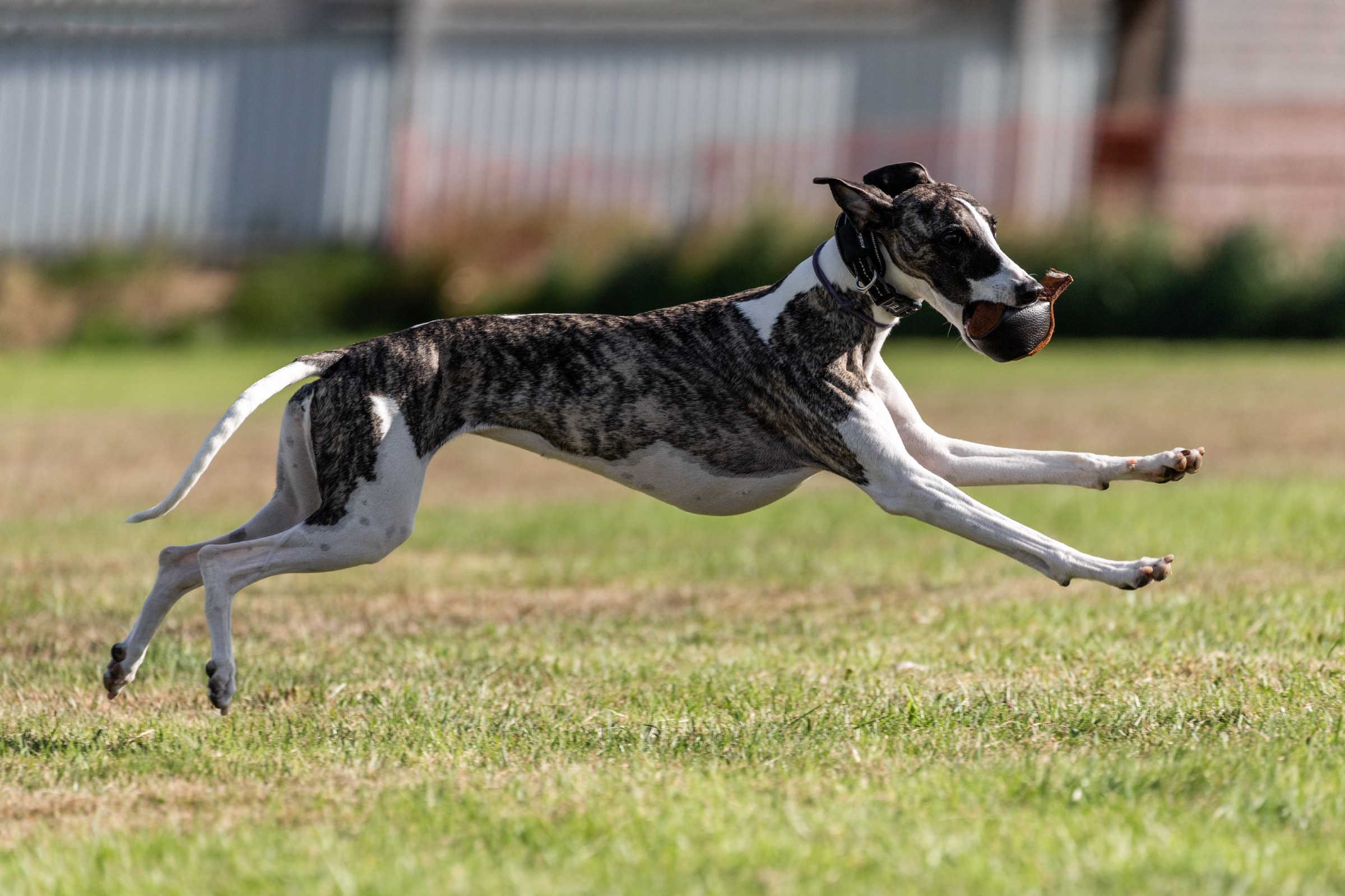 Дог-фризби. Irenephoto.ru