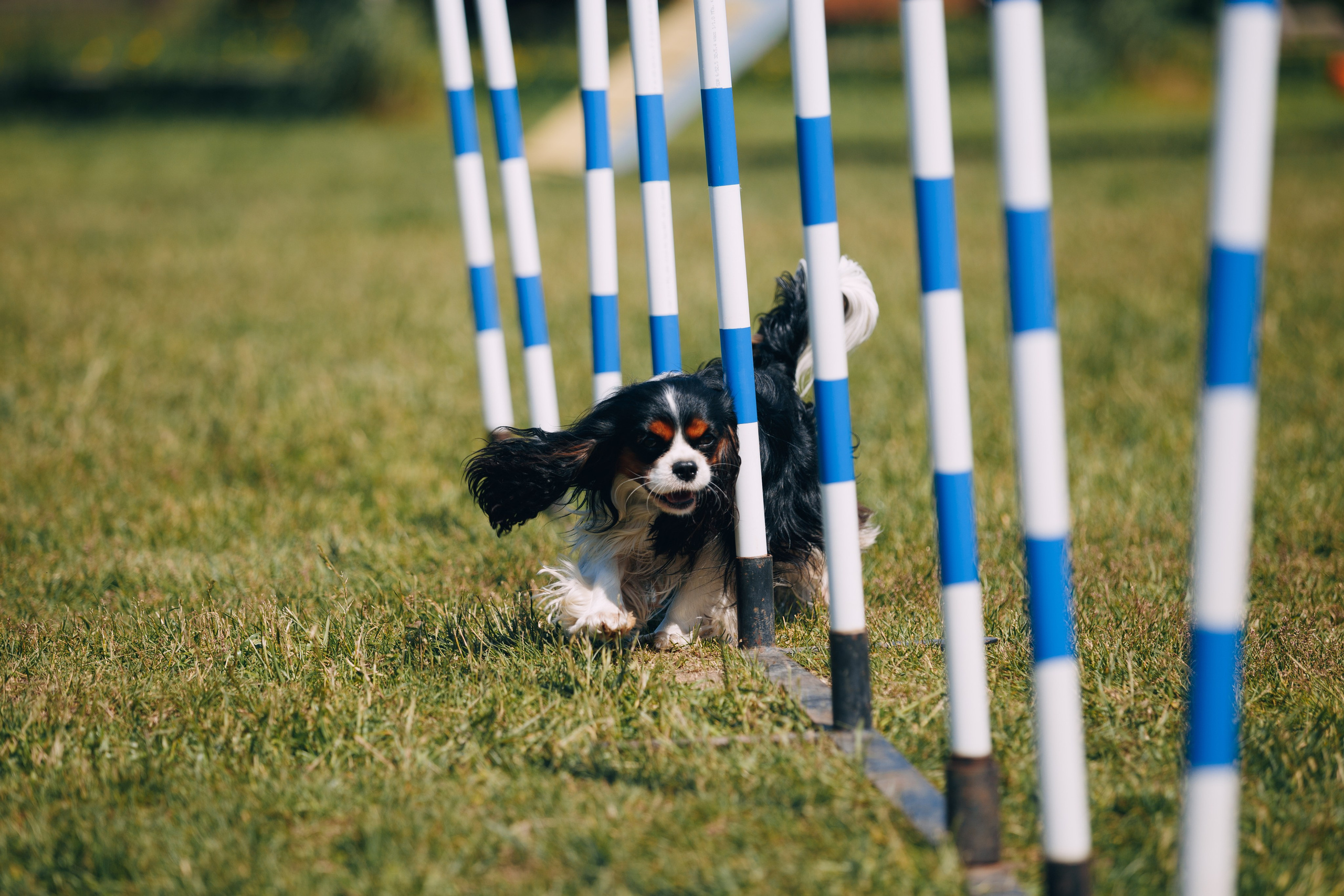 Кинологический лагерь в Горыныче. Фотограф анималист Кристина Карпова, Москва