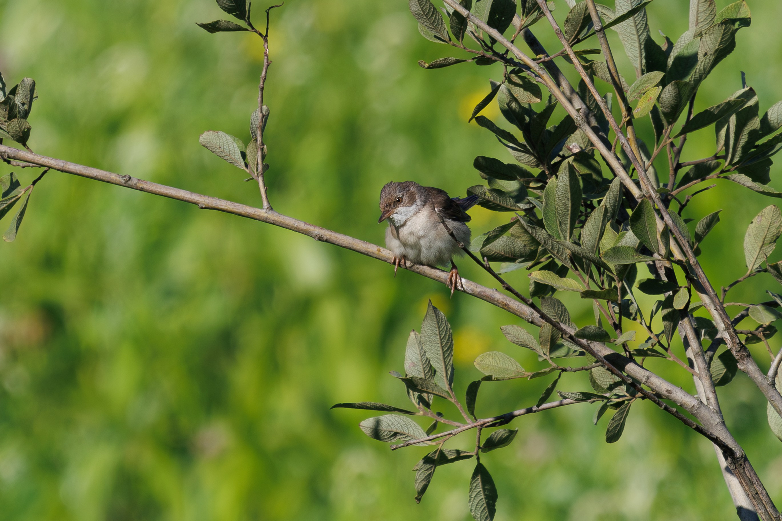 Птицы Москворецкого пойменного заказника. Птицы парков г. Люберцы