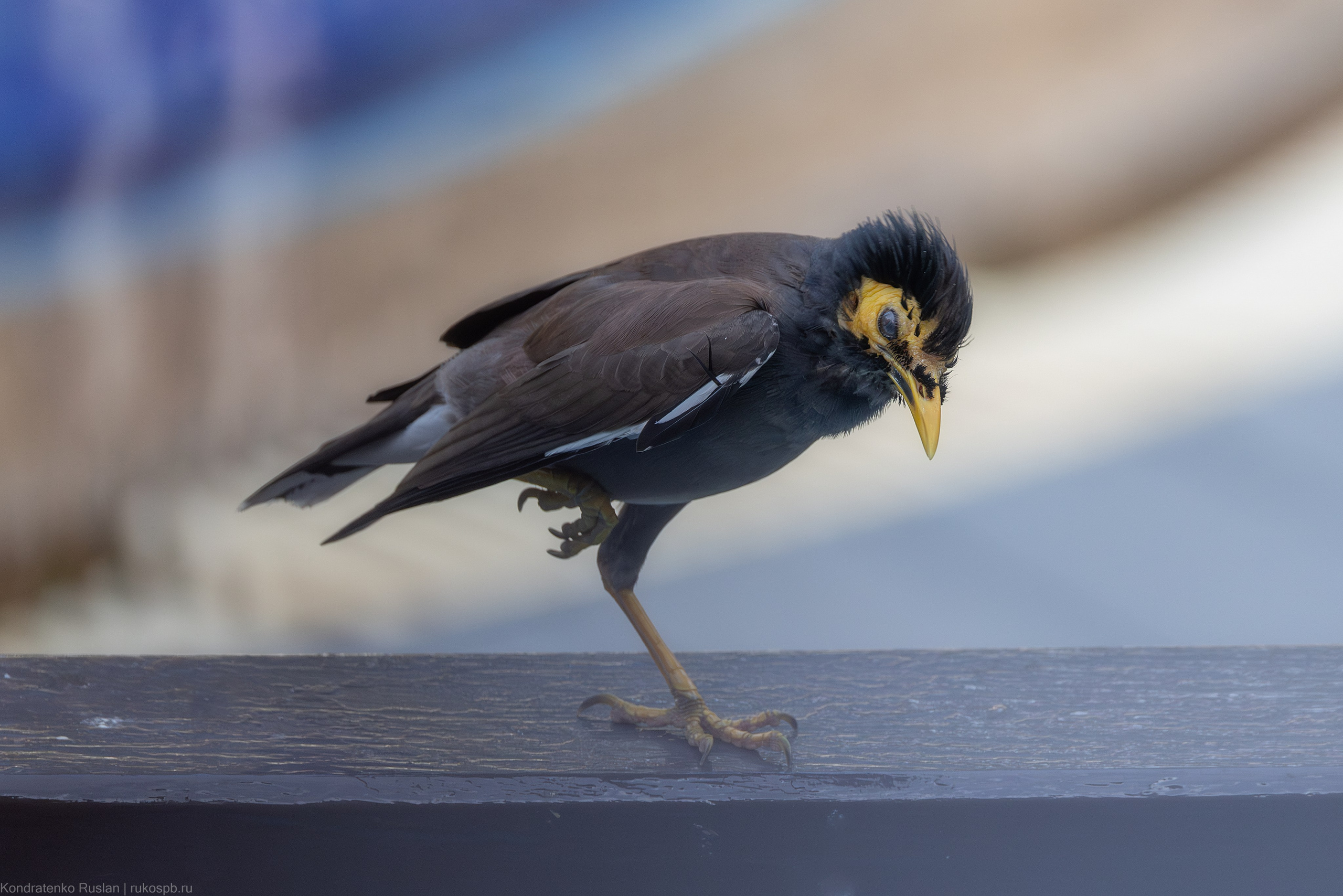 Обыкновенная майна. Архитектурный и пейзажный фотограф Кондратенко Руслан, Санкт-Петербург