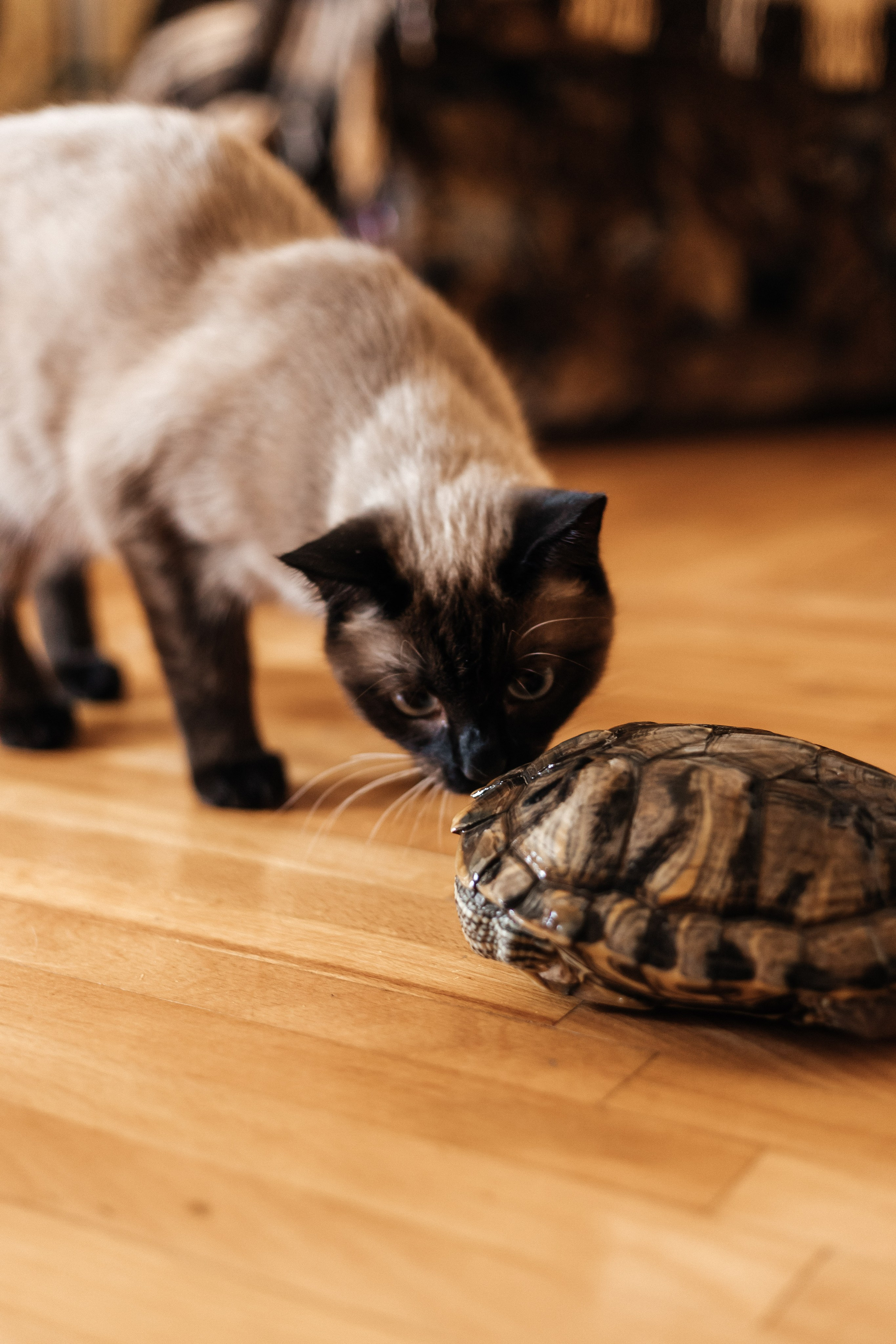 Семья Ольги. Свадебный и Семейный фотограф Свекрова Ольга