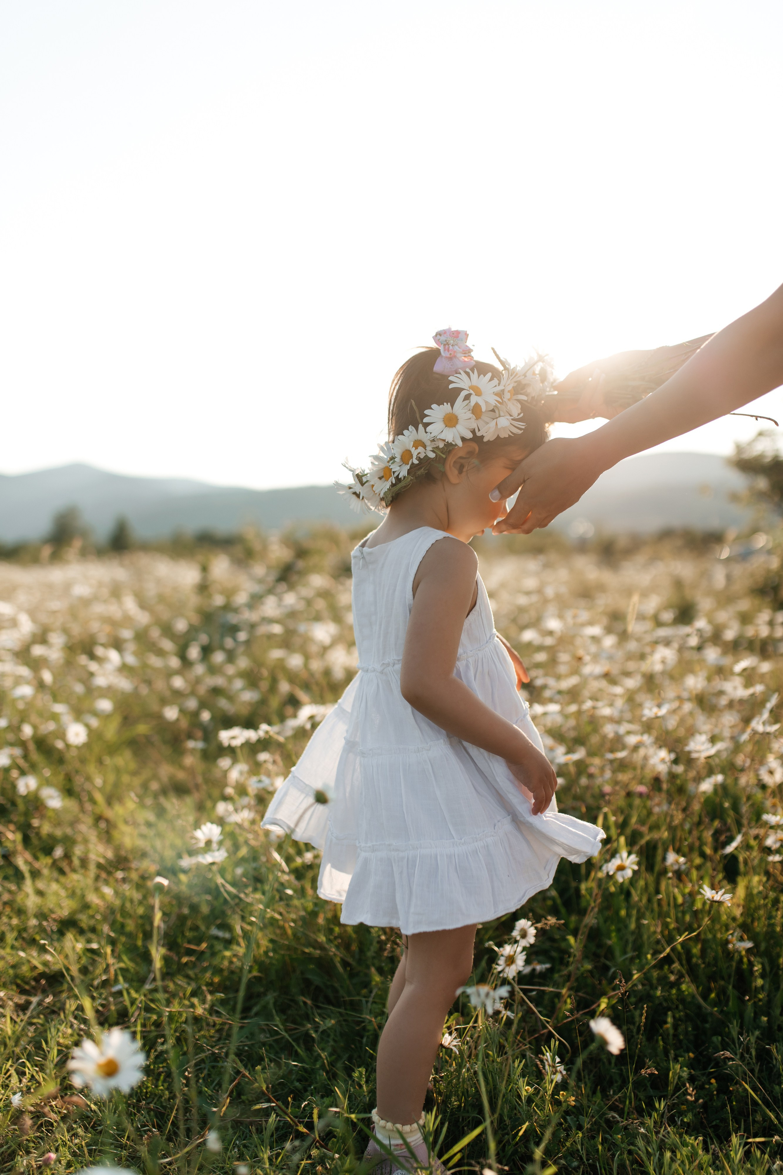 Daisies. ФОТОГРАФ