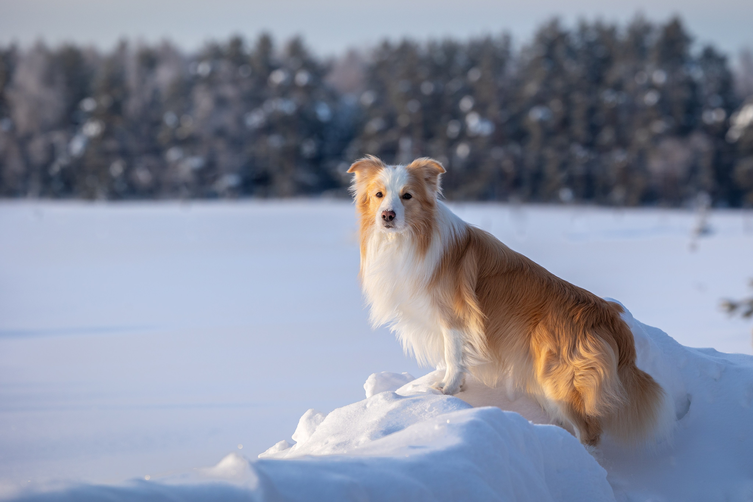 Бордер колли Прайм, Вэй и Лёля. Фотограф-анималист Natalia Deingel | Фотосъемка собак в Москве