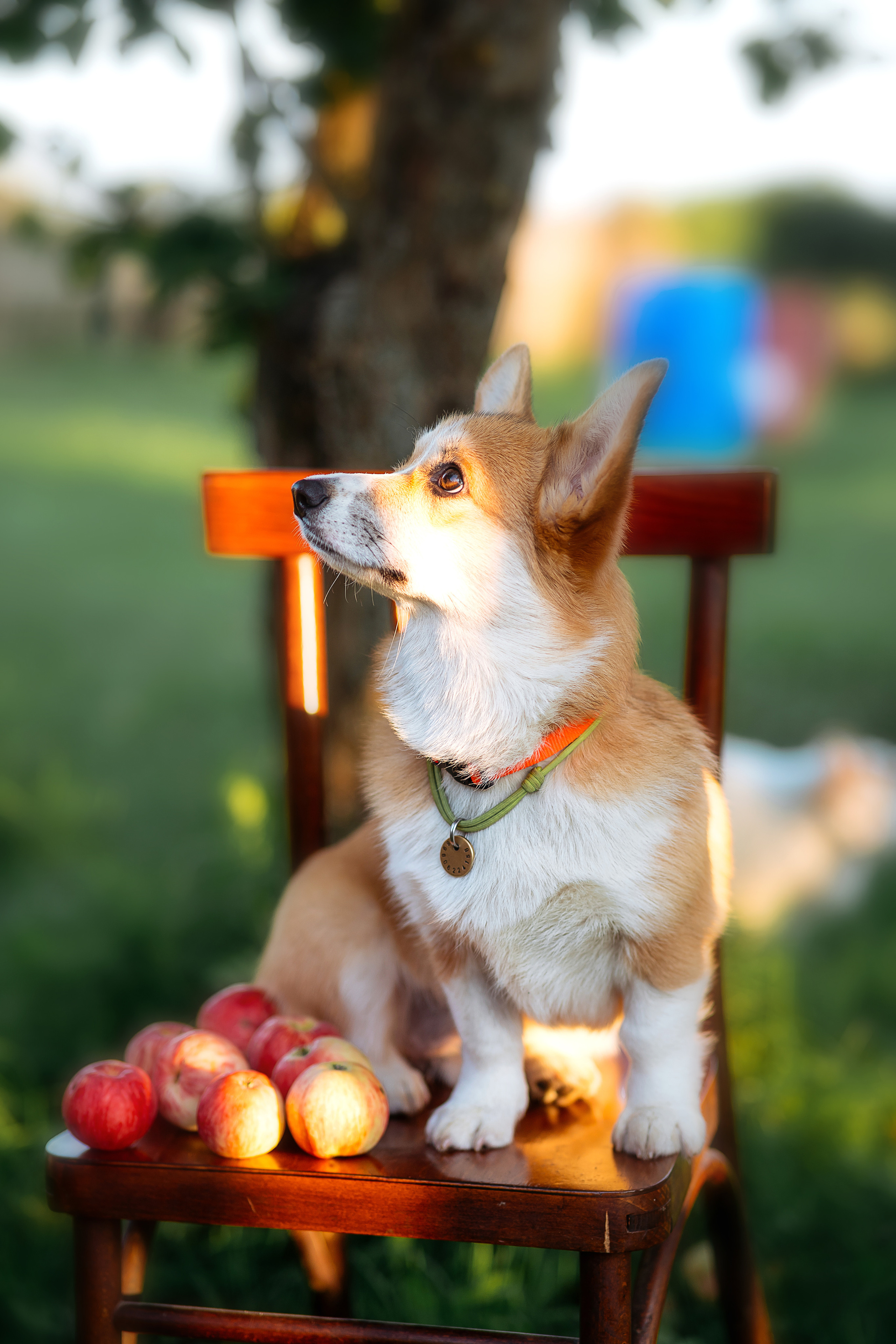 Джози и яблоки. Фотограф в Твери и Бежецке Ирина Семенова