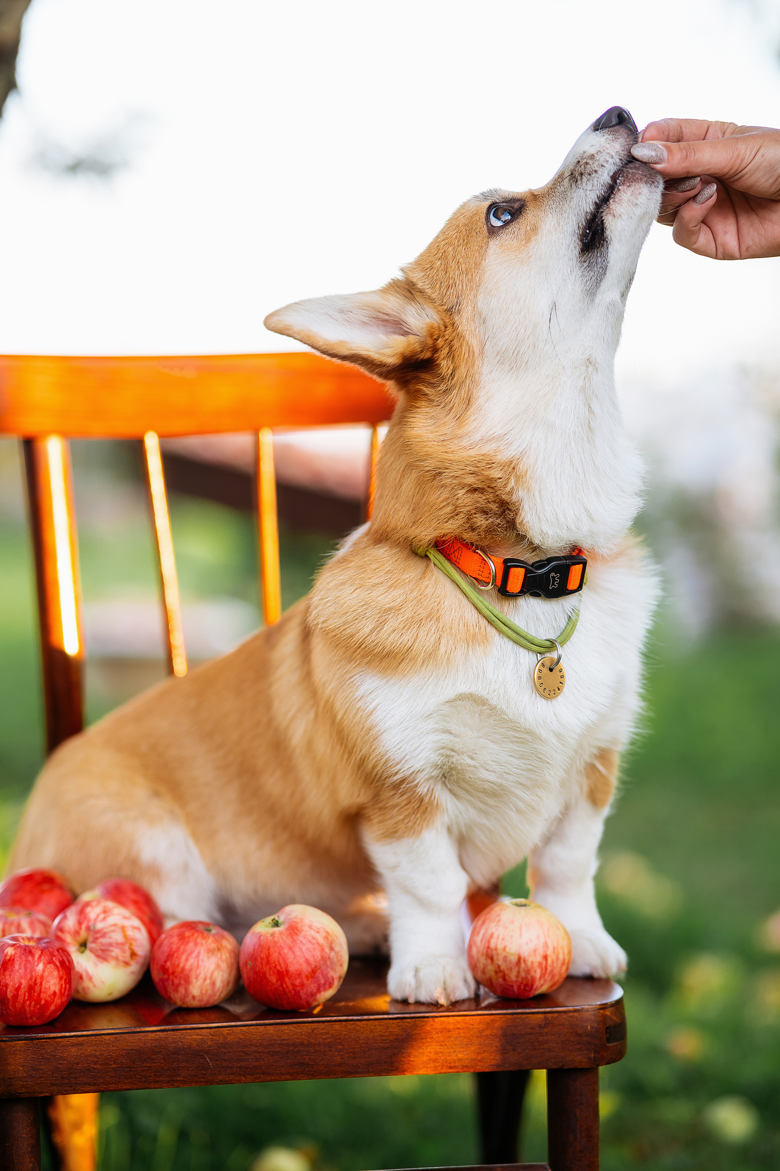 Джози и яблоки. Фотограф в Твери и Бежецке Ирина Семенова