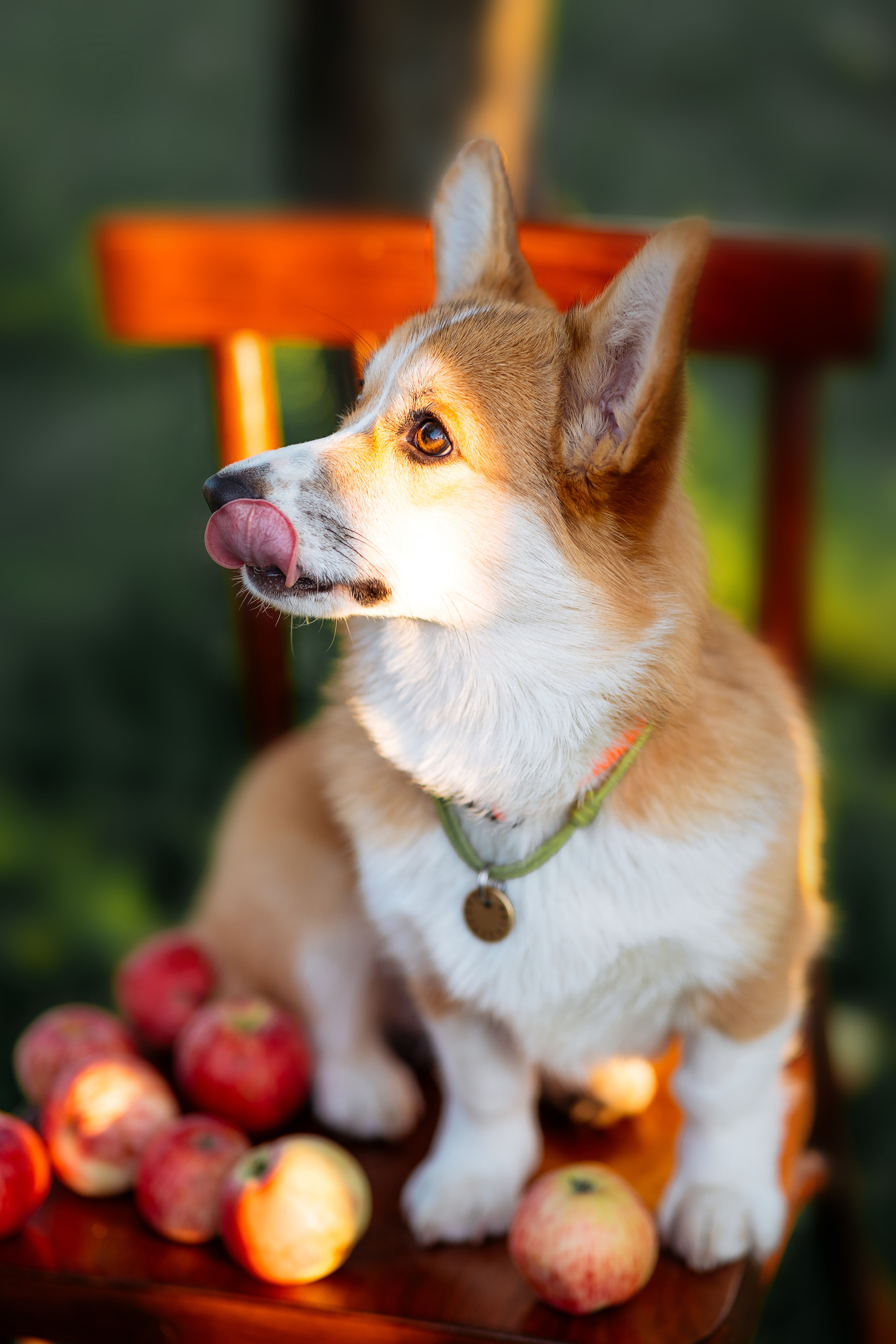 Джози и яблоки. Фотограф в Твери и Бежецке Ирина Семенова