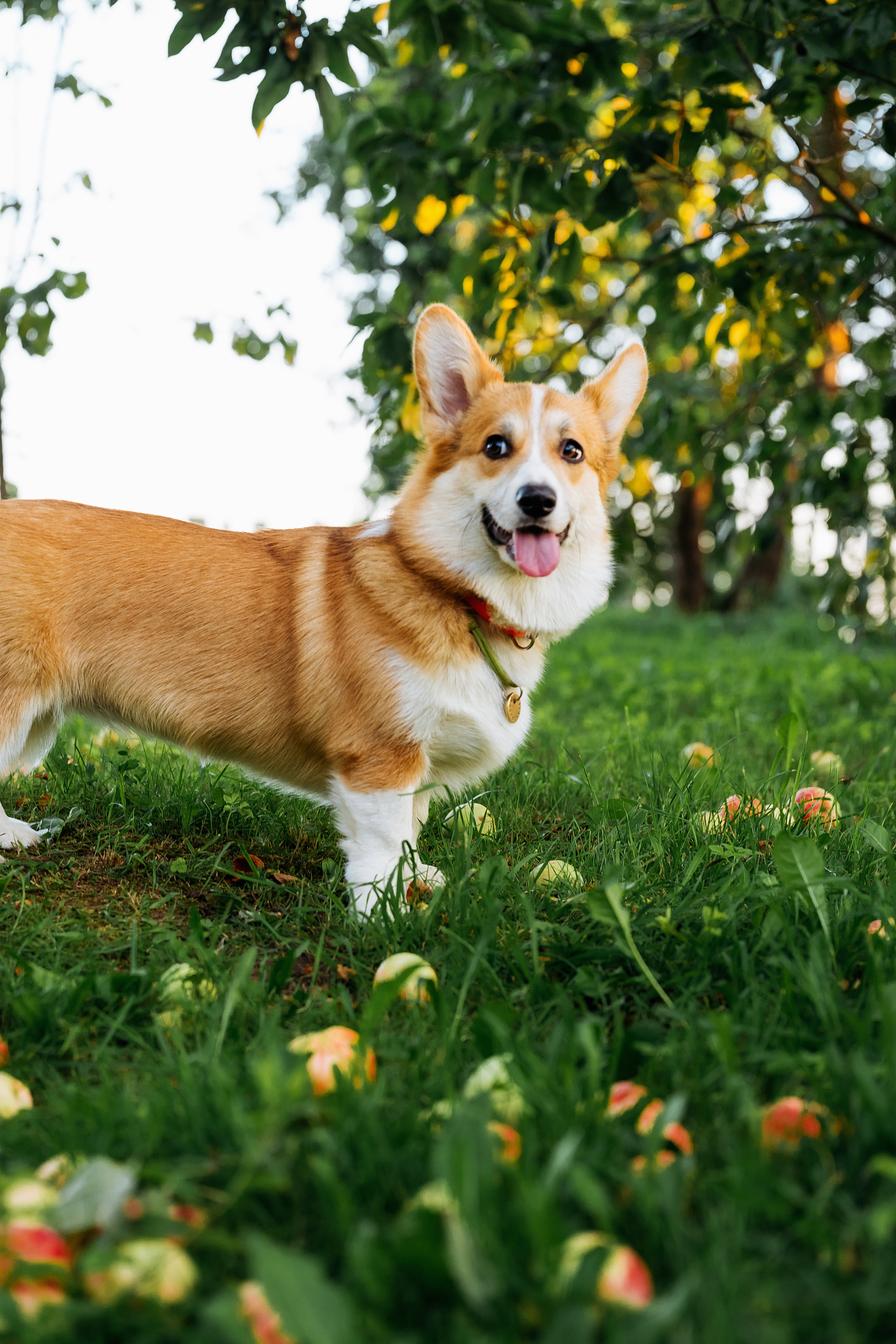 Джози и яблоки. Фотограф в Твери и Бежецке Ирина Семенова