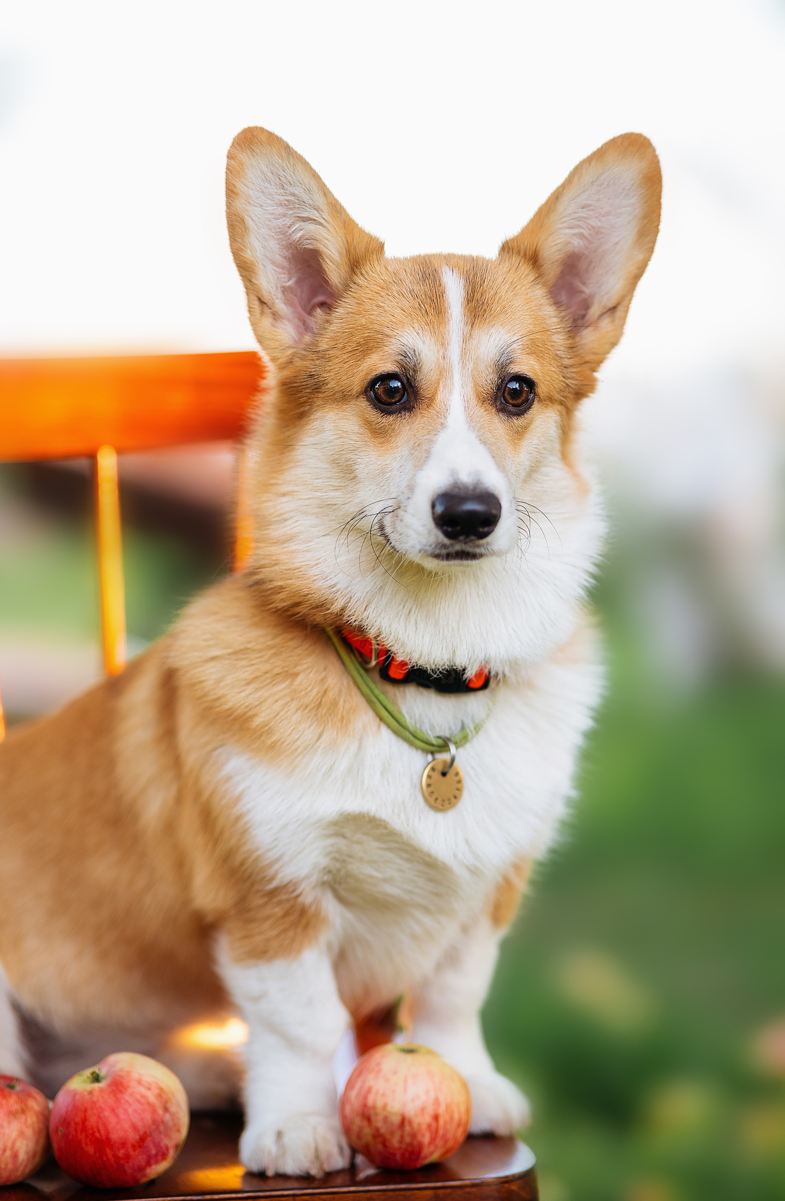 Джози и яблоки. Фотограф в Твери и Бежецке Ирина Семенова