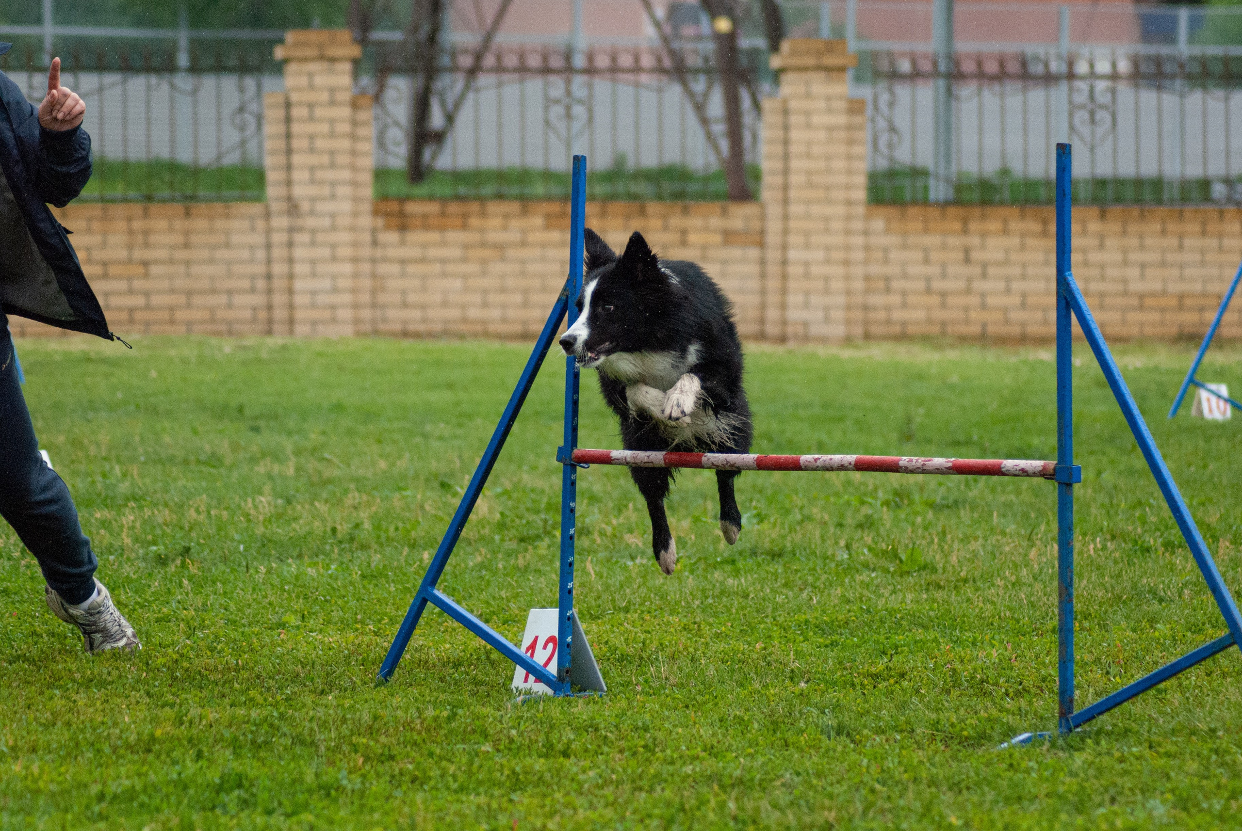 Аджилити. Фотограф в Тюмени Лизавета Сапицкая