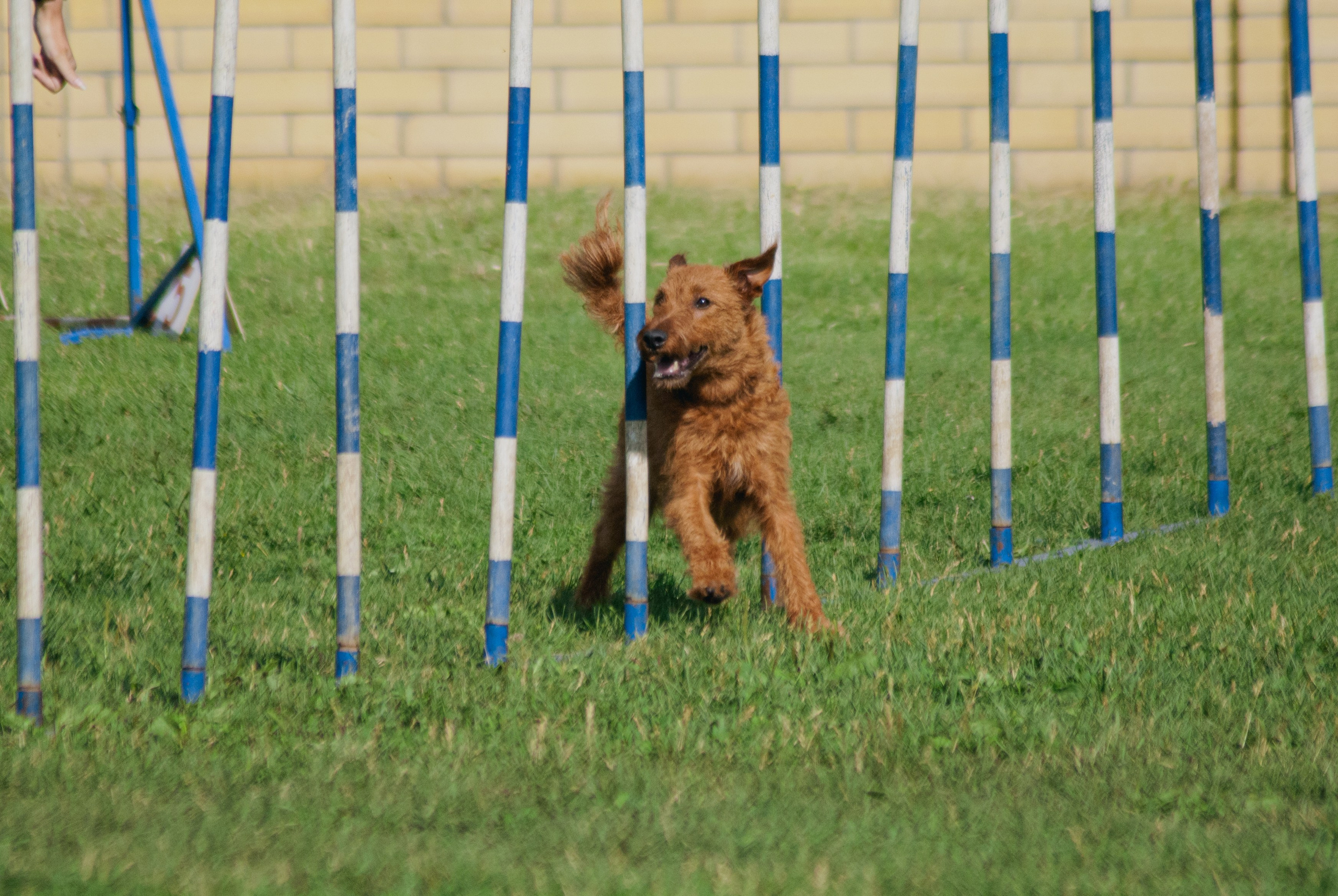 Аджилити. Фотограф в Тюмени Лизавета Сапицкая