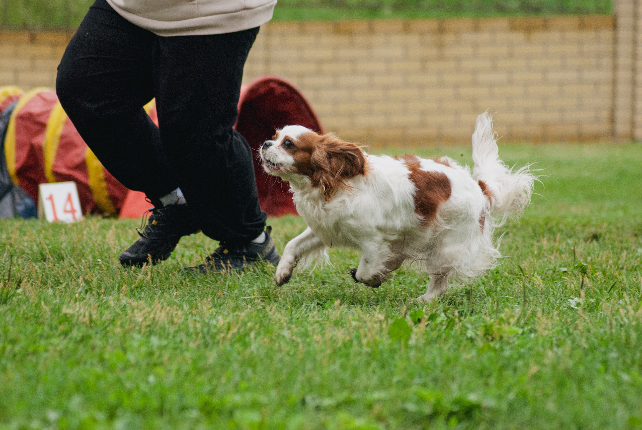 Аджилити. Фотограф в Тюмени Лизавета Сапицкая