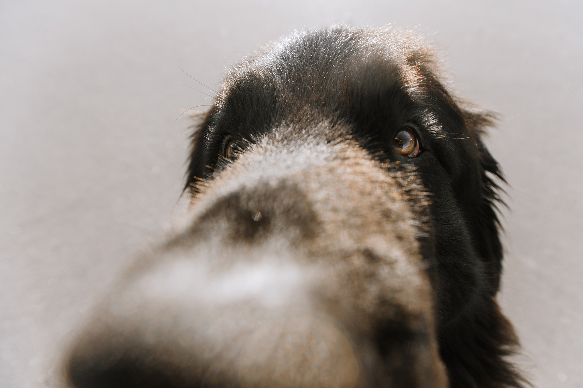 Питомец в кадре. Фотограф Анна Тюрина