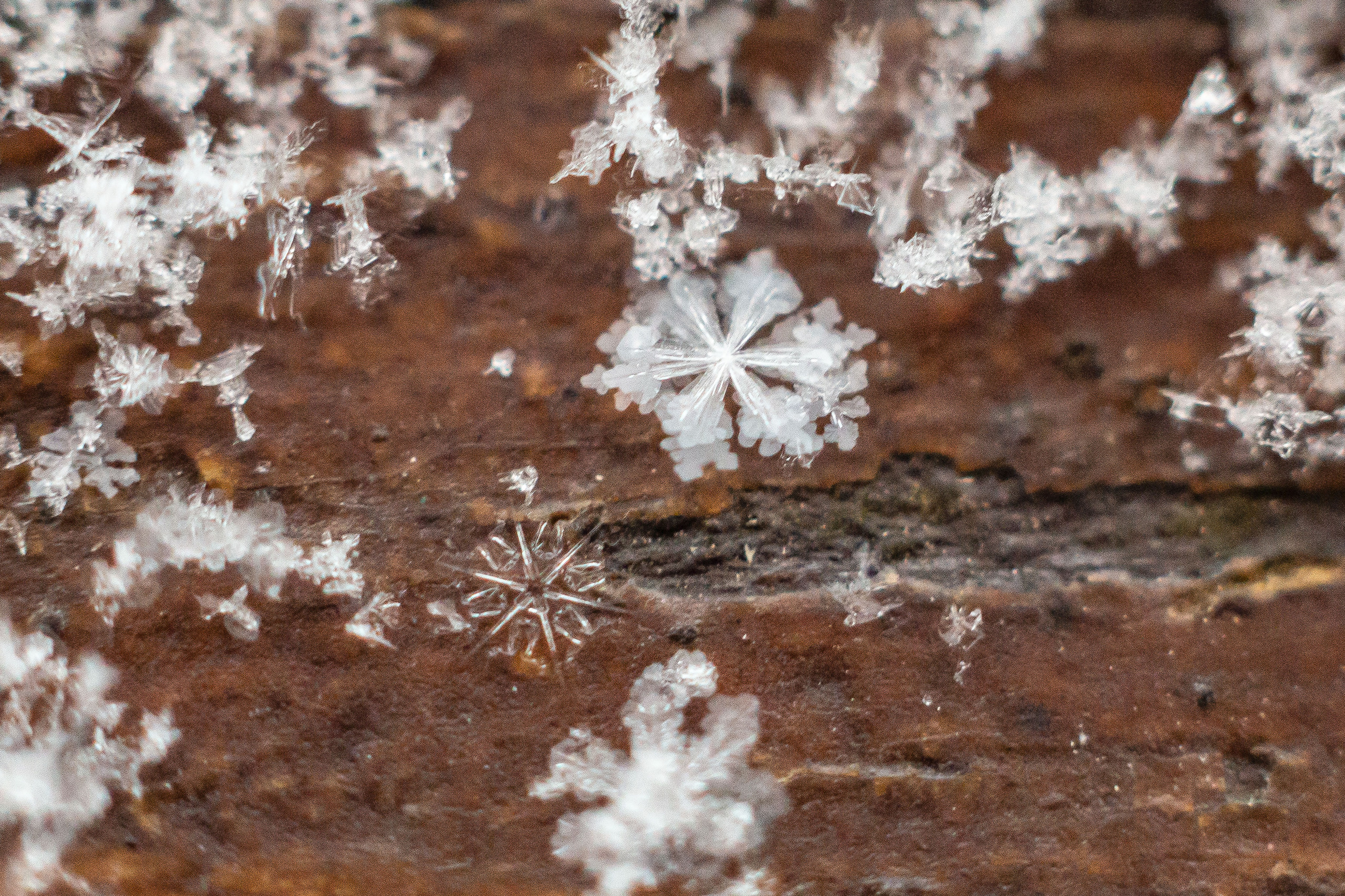 Природа. Семейный и детский фотограф, фотограф новорожденных в Новокузнецке Ири