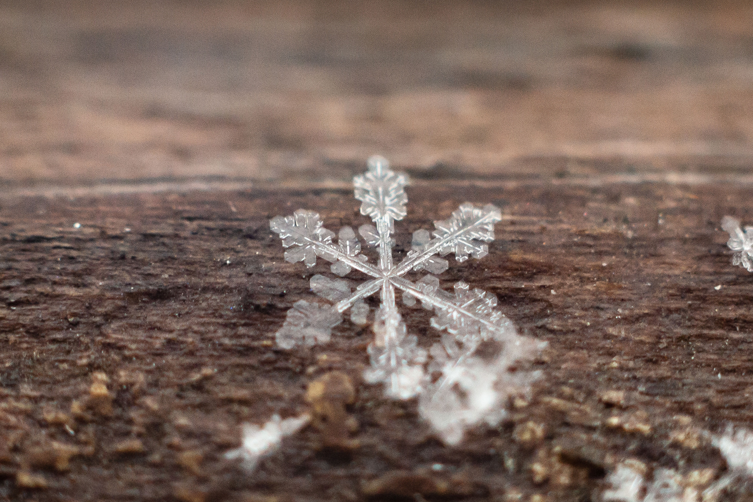 Природа. Семейный и детский фотограф, фотограф новорожденных в Новокузнецке Ири