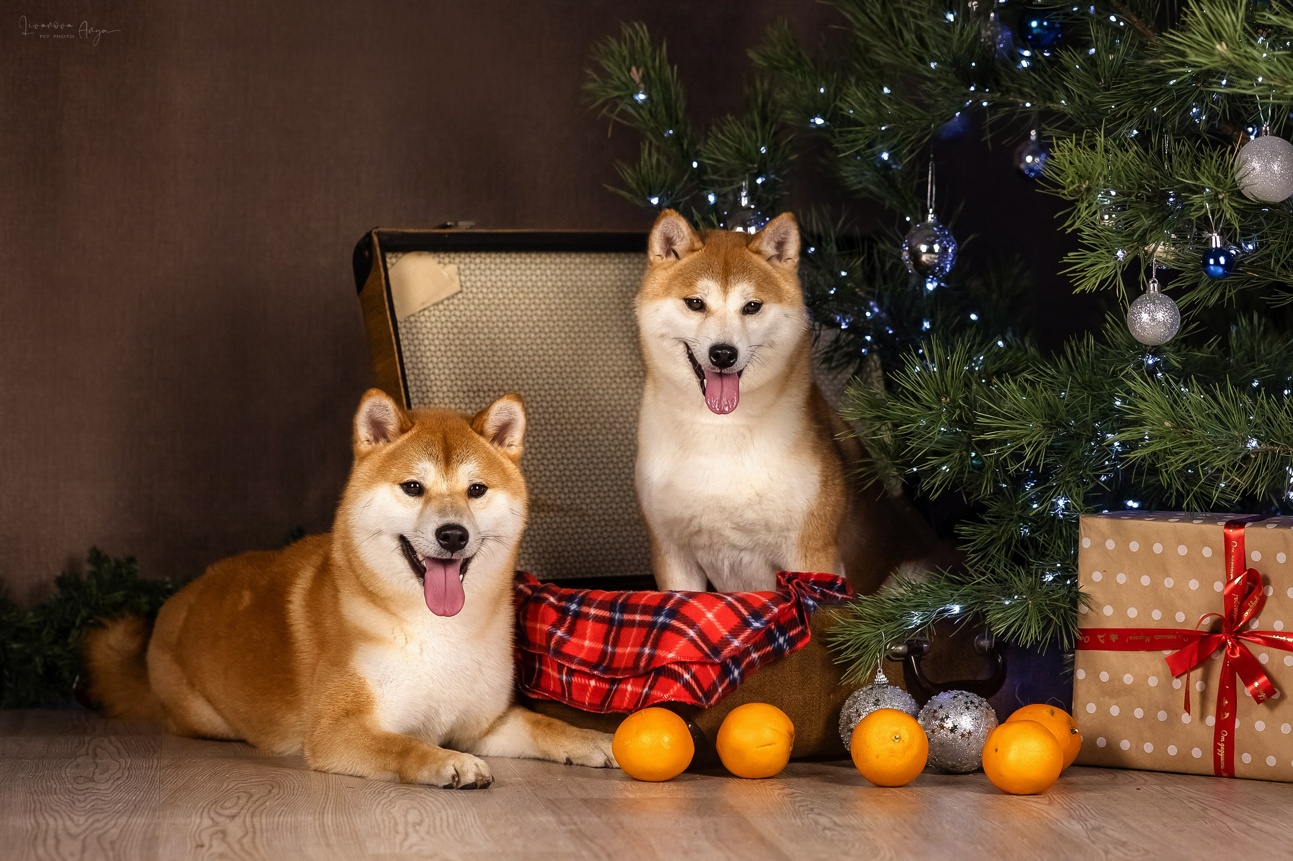 Фотодень_3 2025. Фотограф анималист Аня Ливанова | Рыбинск