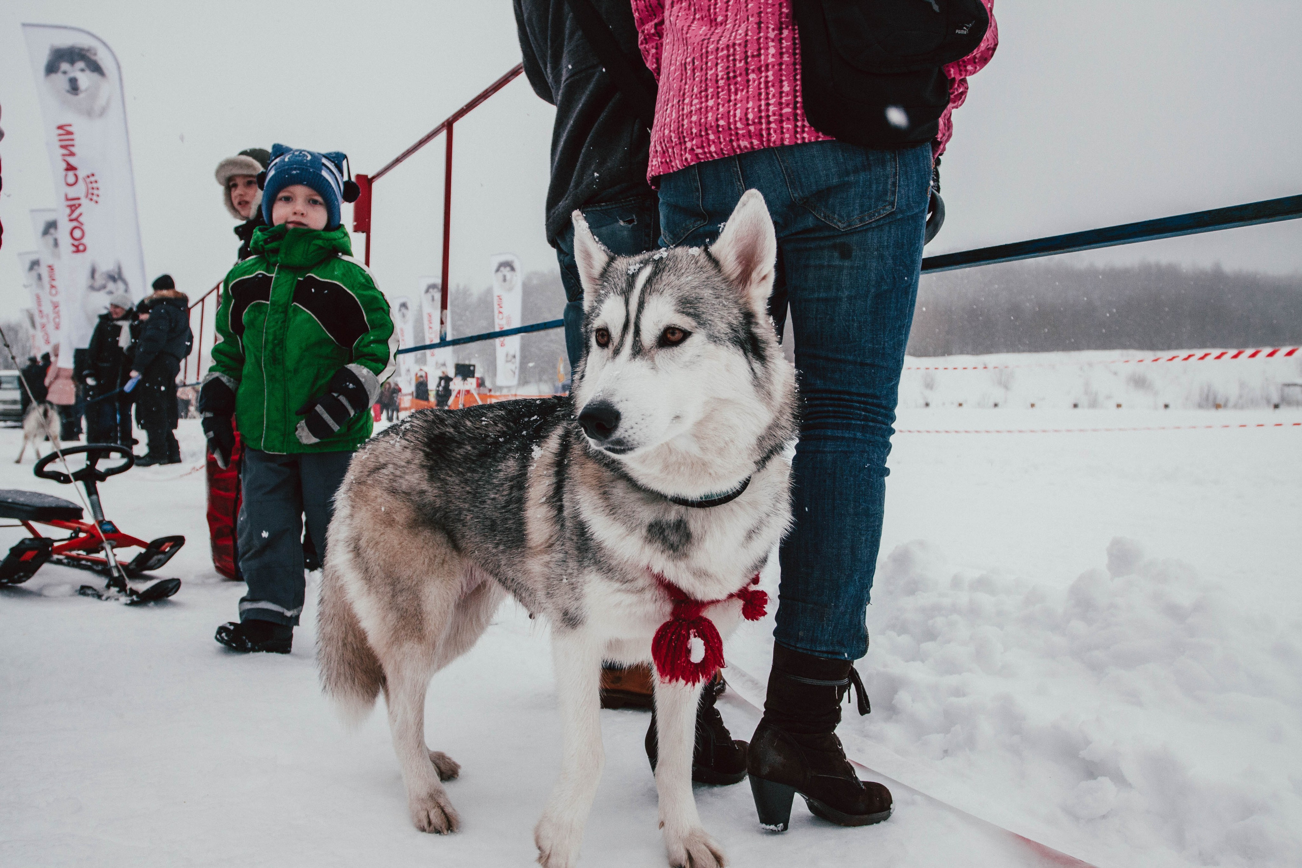 Гонки на ездовых собаках в Токсово. Репортажный фотограф во Всеволожске и Санкт-Петербурге Владимир Капустин