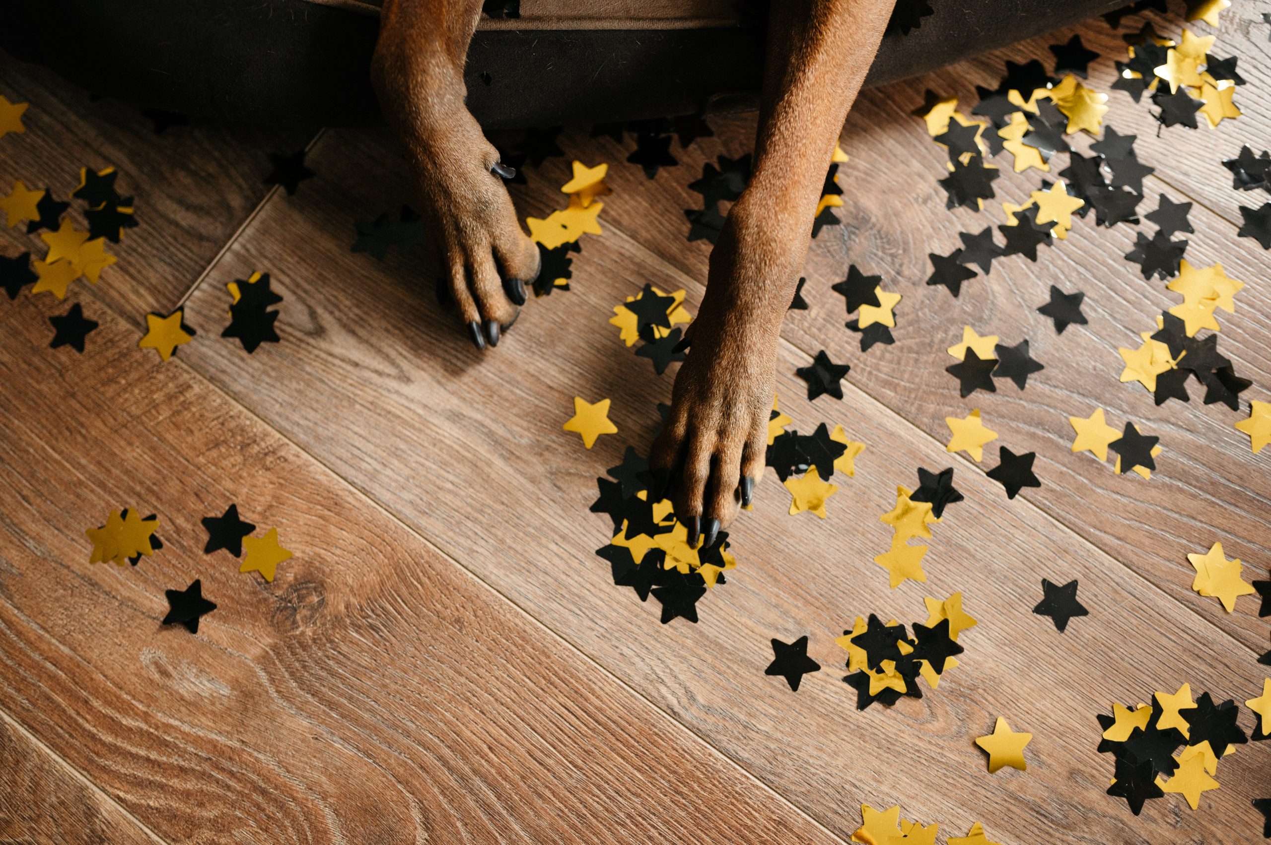 Оксана и Зевс. Фотограф анималист в Москве Ольга Агушева