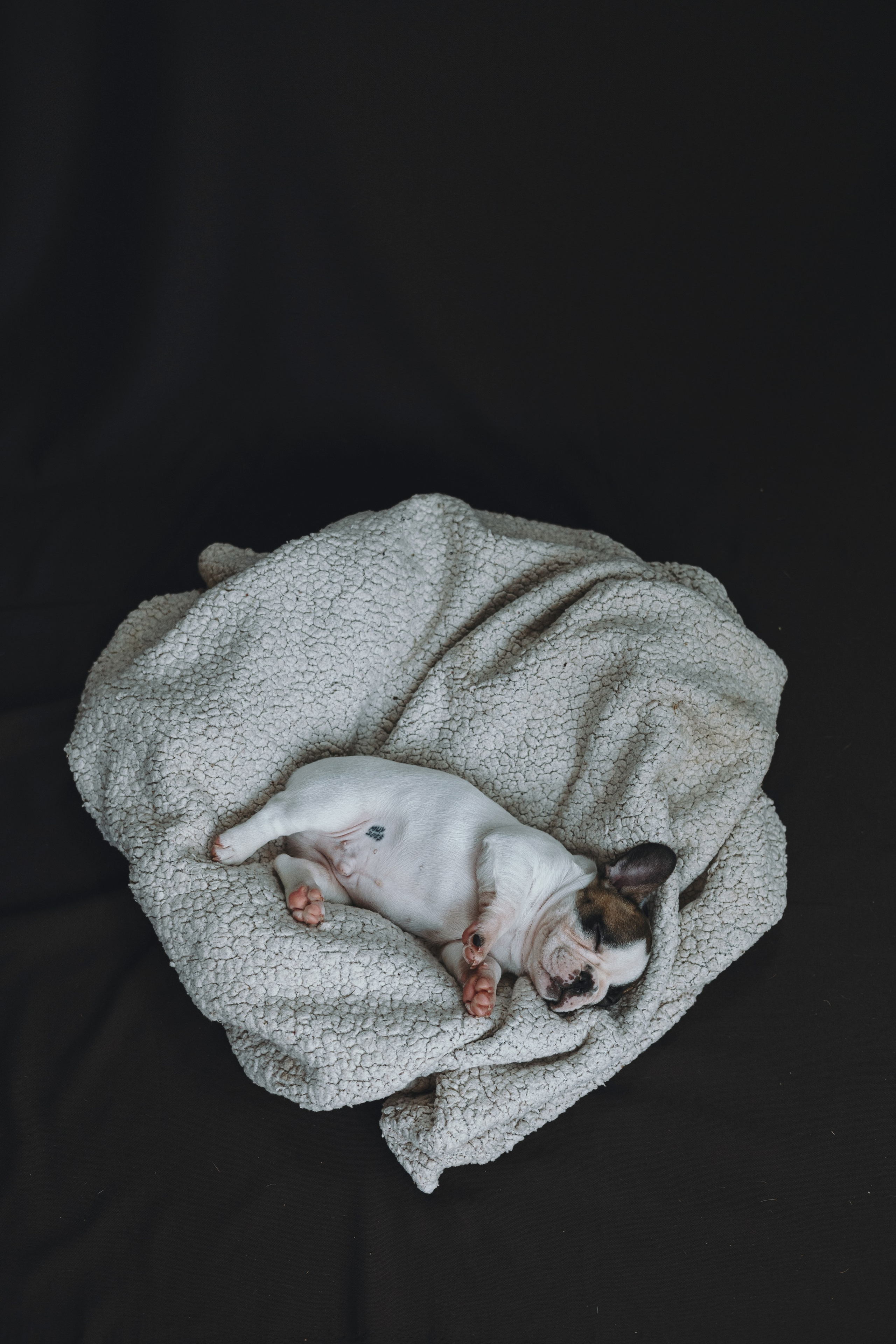 Щеночки. Фотограф — анималист Владивосток, Алина