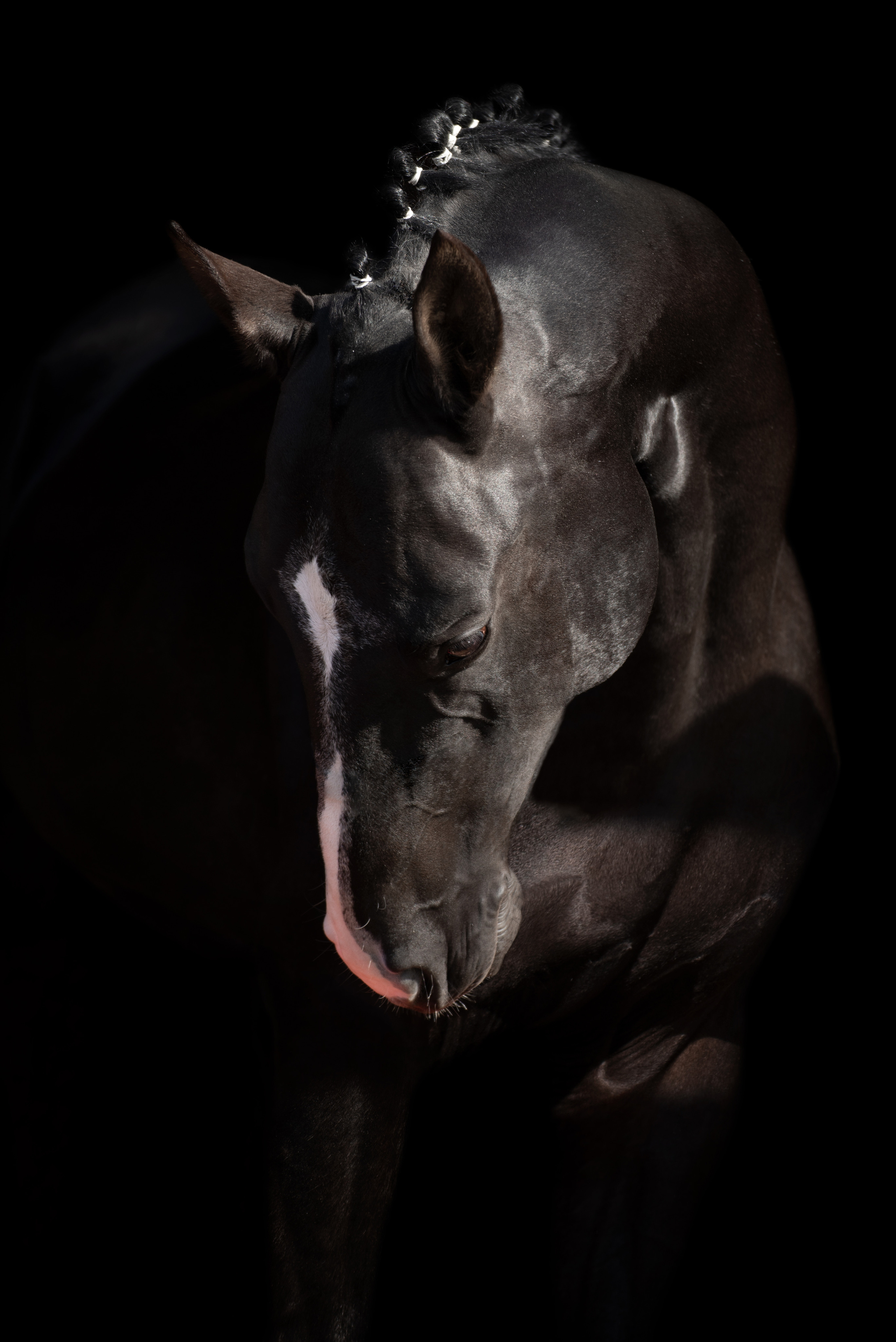 Портрет лошади, лошадь, конь, фото лошади, фотография лошади, конный фотограф, съемка лошадей, фотограф лошадей, конная фотография, конный фотограф, конный фотограф в спб, профессиональный фотограф спб, фотограф спб, ахалтекинец, рысак, спортивная лошадь, конный клуб, фотосессия с лошадьми, тракененская лошадь, тяжеловоз, мезенская лошадь, мезенка, мезенская порода лошадей, алтайская лошадь, лошадь в пятнах, аборигенная порода, вороная лошадь, рыжая лошадь