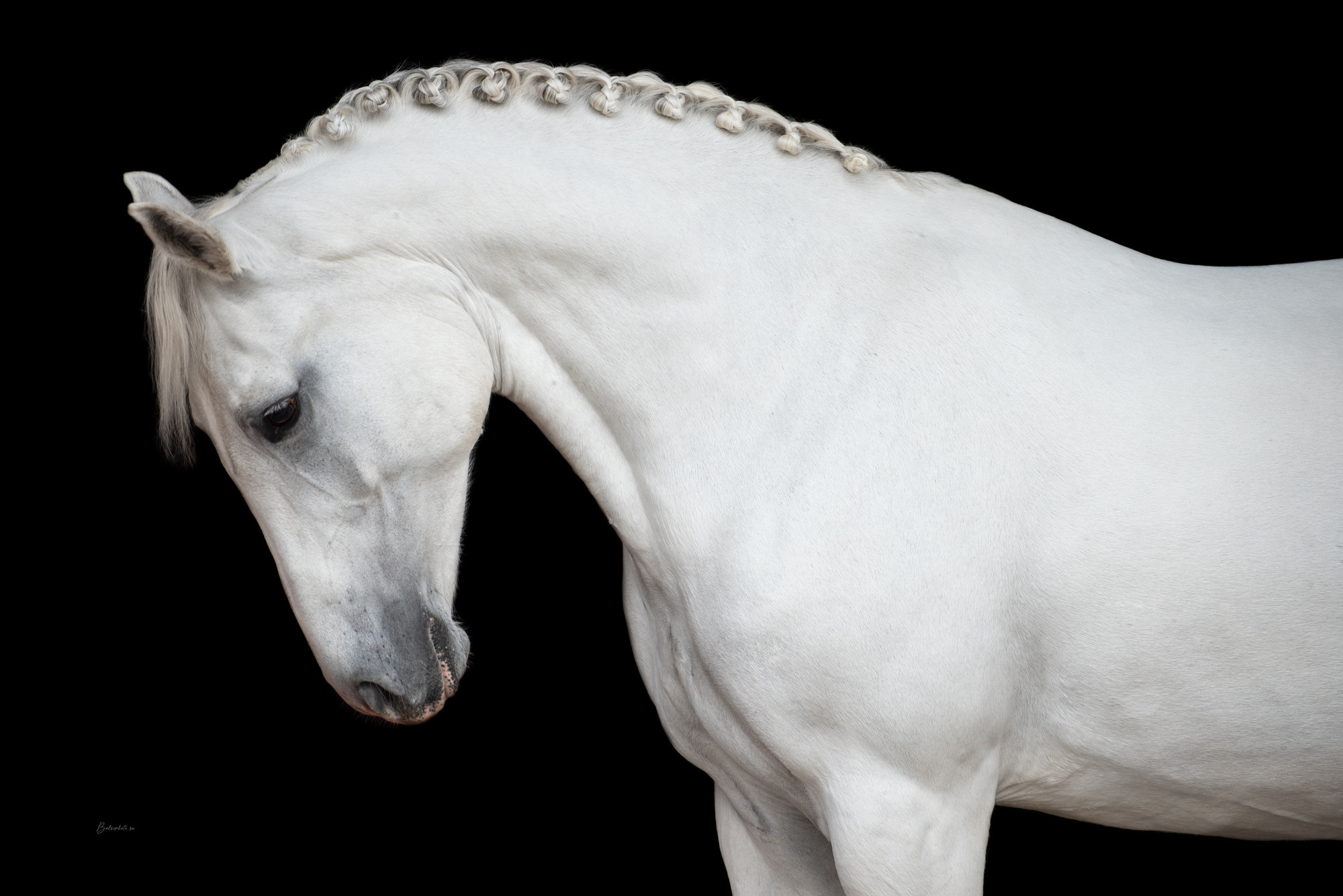 Портрет лошади, лошадь, конь, фото лошади, фотография лошади, конный фотограф, съемка лошадей, фотограф лошадей, конная фотография, конный фотограф, конный фотограф в спб, профессиональный фотограф спб, фотограф спб, ахалтекинец, рысак, спортивная лошадь, конный клуб, фотосессия с лошадьми, тракененская лошадь, тяжеловоз, лошадь, жеребцы, игры жеребцов, табун, в табуне, свободные лошади, орловец, орловский рысак, орловская рысистая порода, рысак