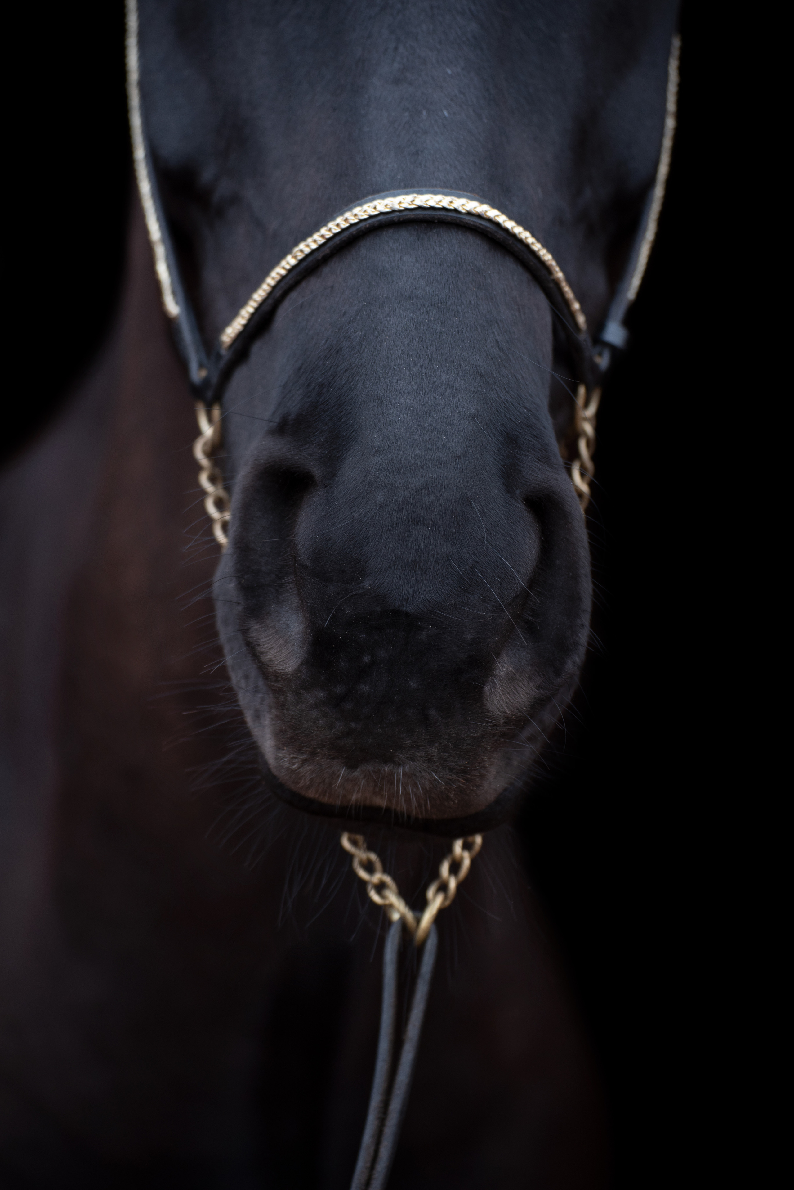 Портрет лошади, лошадь, конь, фото лошади, фотография лошади, конный фотограф, съемка лошадей, фотограф лошадей, конная фотография, конный фотограф, конный фотограф в спб, профессиональный фотограф спб, фотограф спб, ахалтекинец, рысак, спортивная лошадь, конный клуб, фотосессия с лошадьми, тракененская лошадь, тяжеловоз, мезенская лошадь, мезенка, мезенская порода лошадей, алтайская лошадь, лошадь в пятнах, аборигенная порода, вороная лошадь, рыжая лошадь