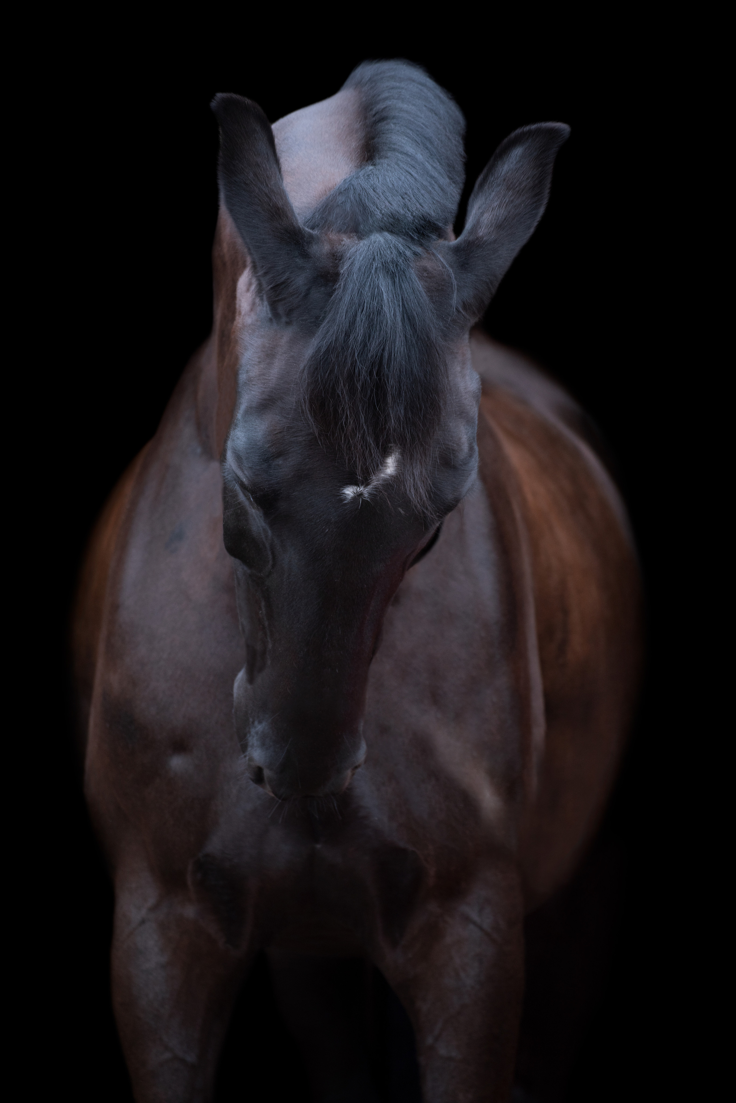 Портрет лошади, лошадь, конь, фото лошади, фотография лошади, конный фотограф, съемка лошадей, фотограф лошадей, конная фотография, конный фотограф, конный фотограф в спб, профессиональный фотограф спб, фотограф спб, ахалтекинец, рысак, спортивная лошадь, конный клуб, фотосессия с лошадьми, тракененская лошадь, тяжеловоз, мезенская лошадь, мезенка, мезенская порода лошадей, алтайская лошадь, лошадь в пятнах, аборигенная порода, вороная лошадь, рыжая лошадь