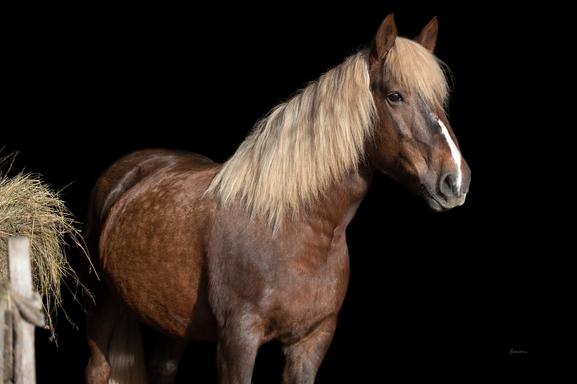 Портрет лошади, лошадь, конь, фото лошади, фотография лошади, конный фотограф, съемка лошадей, фотограф лошадей, конная фотография, конный фотограф, конный фотограф в спб, профессиональный фотограф спб, фотограф спб, ахалтекинец, рысак, спортивная лошадь, конный клуб, фотосессия с лошадьми, тракененская лошадь, тяжеловоз, мезенская лошадь, мезенка, мезенская порода лошадей, алтайская лошадь, лошадь в пятнах, аборигенная порода, вороная лошадь, рыжая лошадь