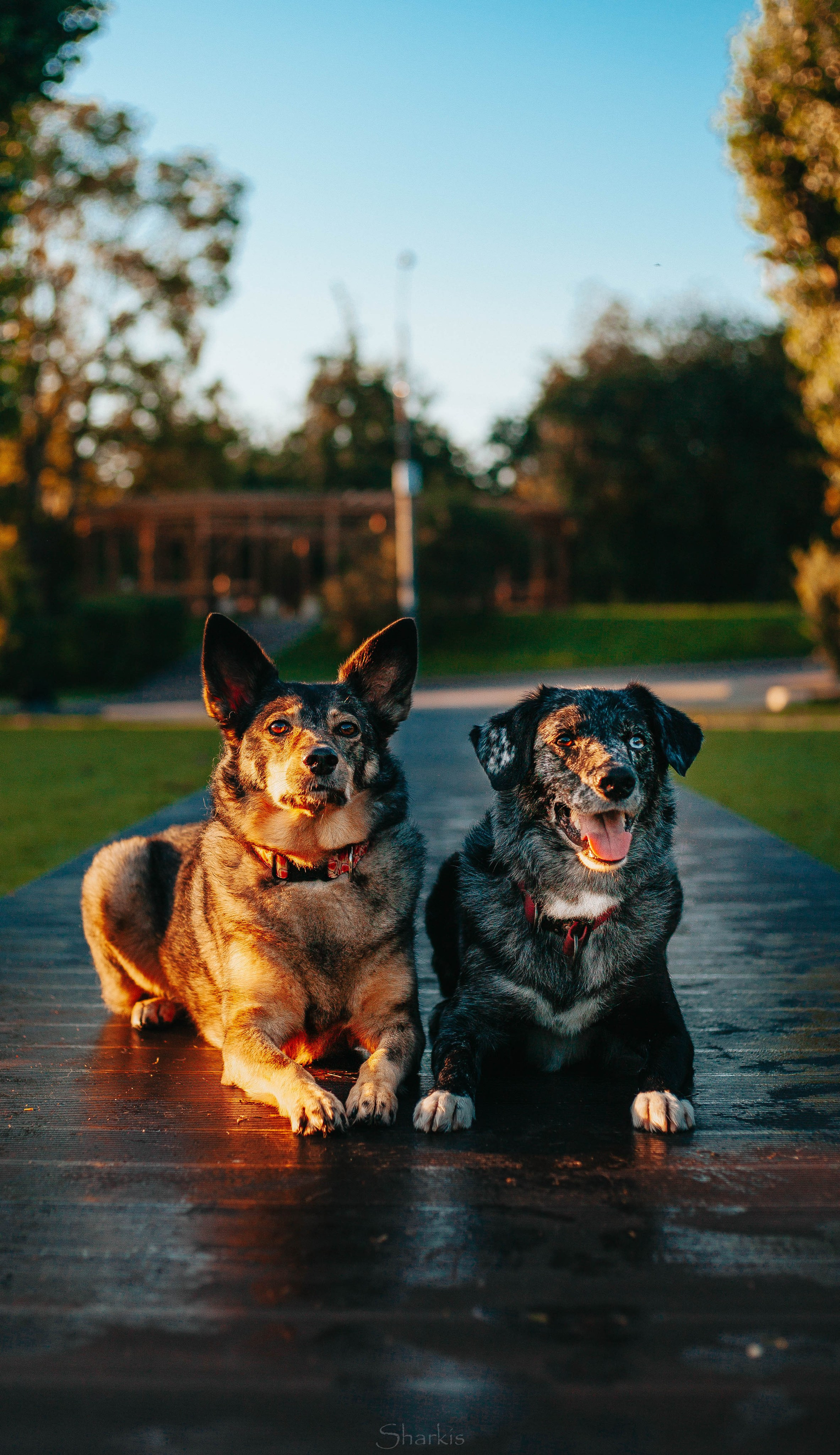 Вега и Гриша. Главная