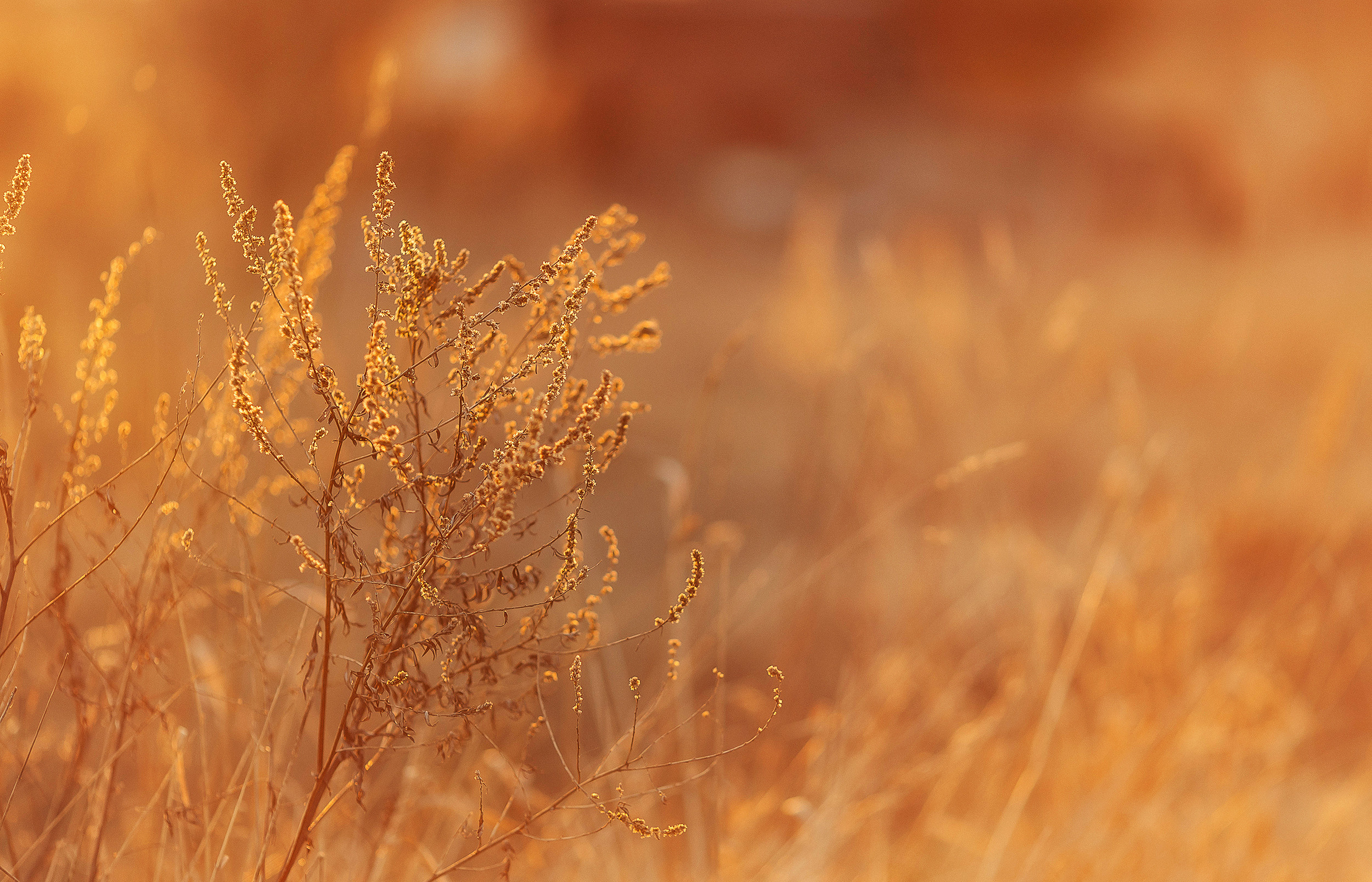 Лида. Семейный, свадебный и персональный фотограф в Вологде Виктория Долгопо