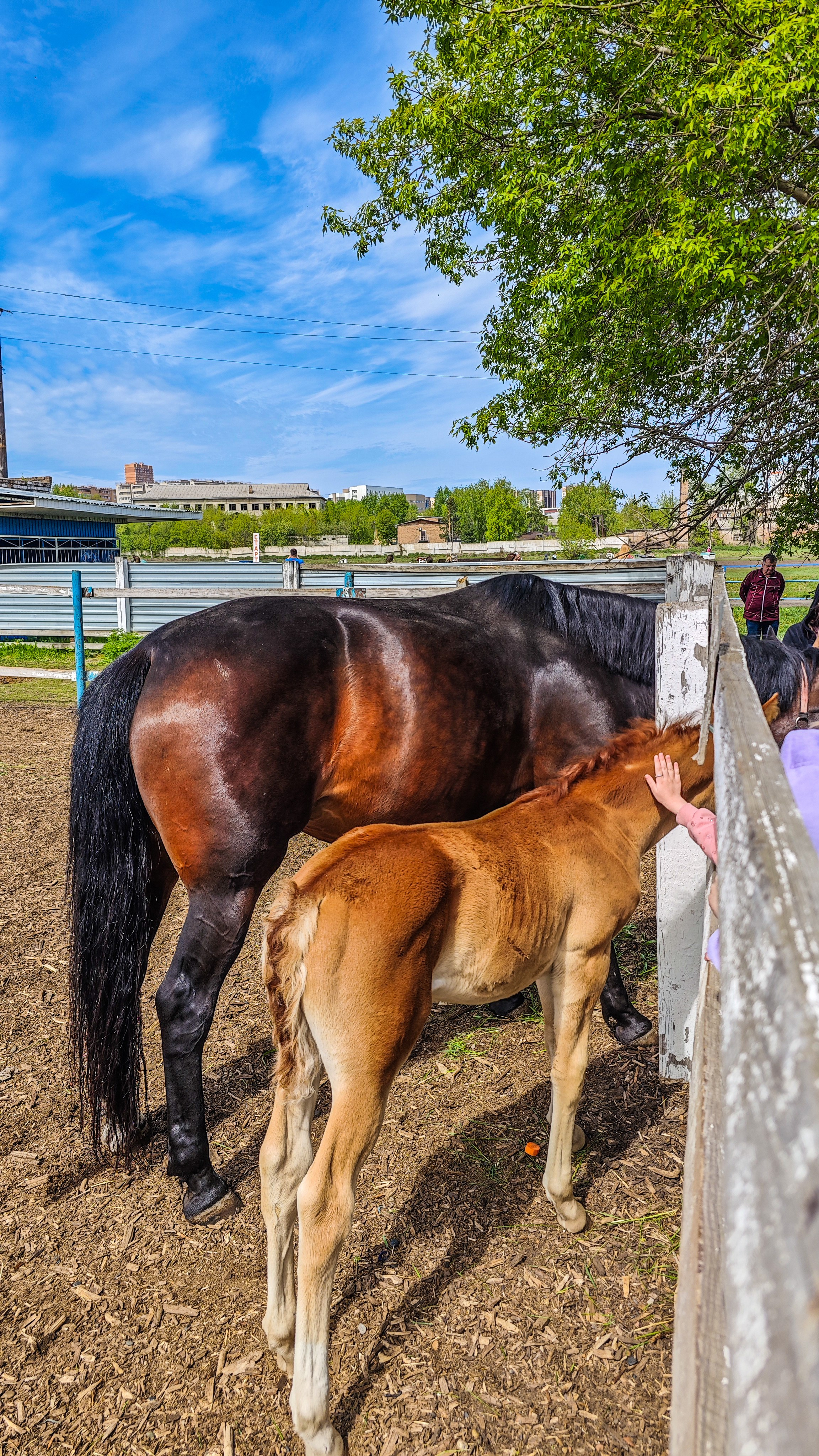 Красноярский ипподром. Открытие сезона 2025. Игорь Урывский. Фотограф Красноярск