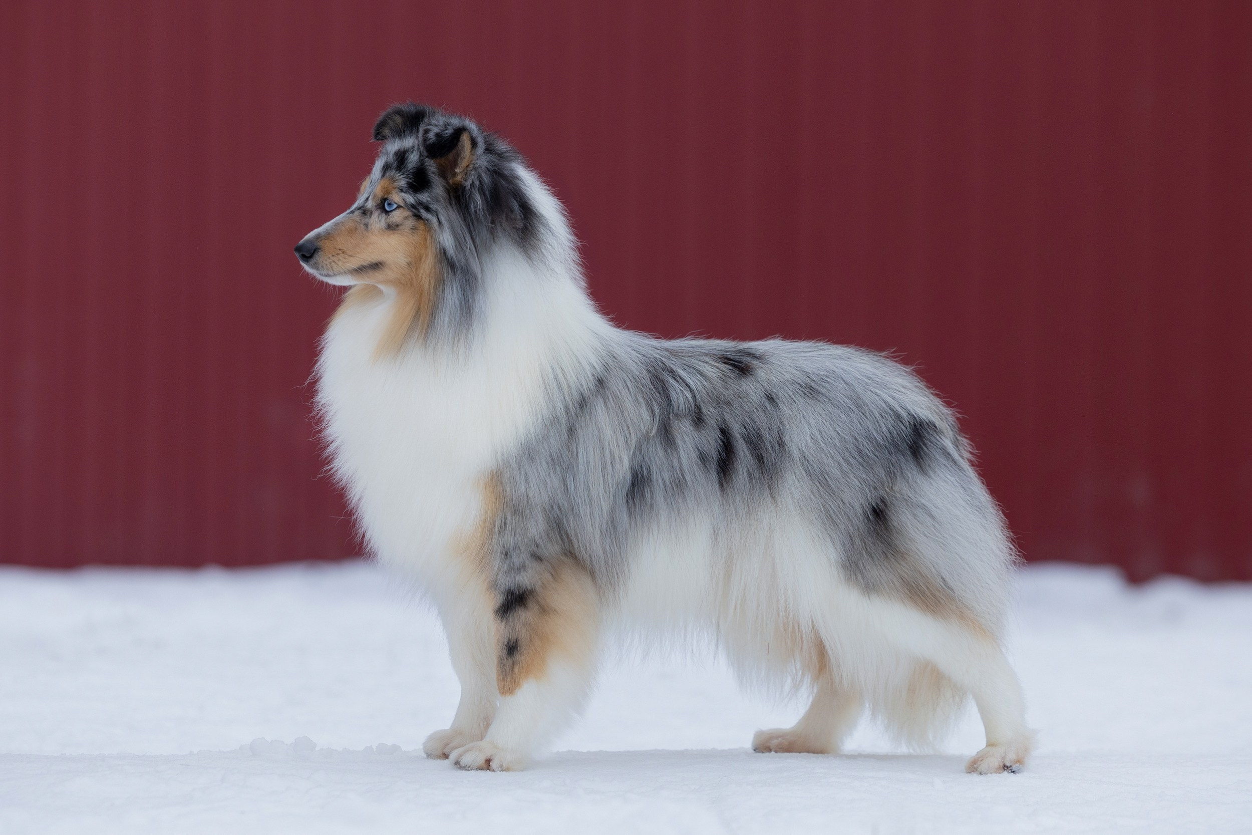 Питомник Пятый Элемент. Мои работы