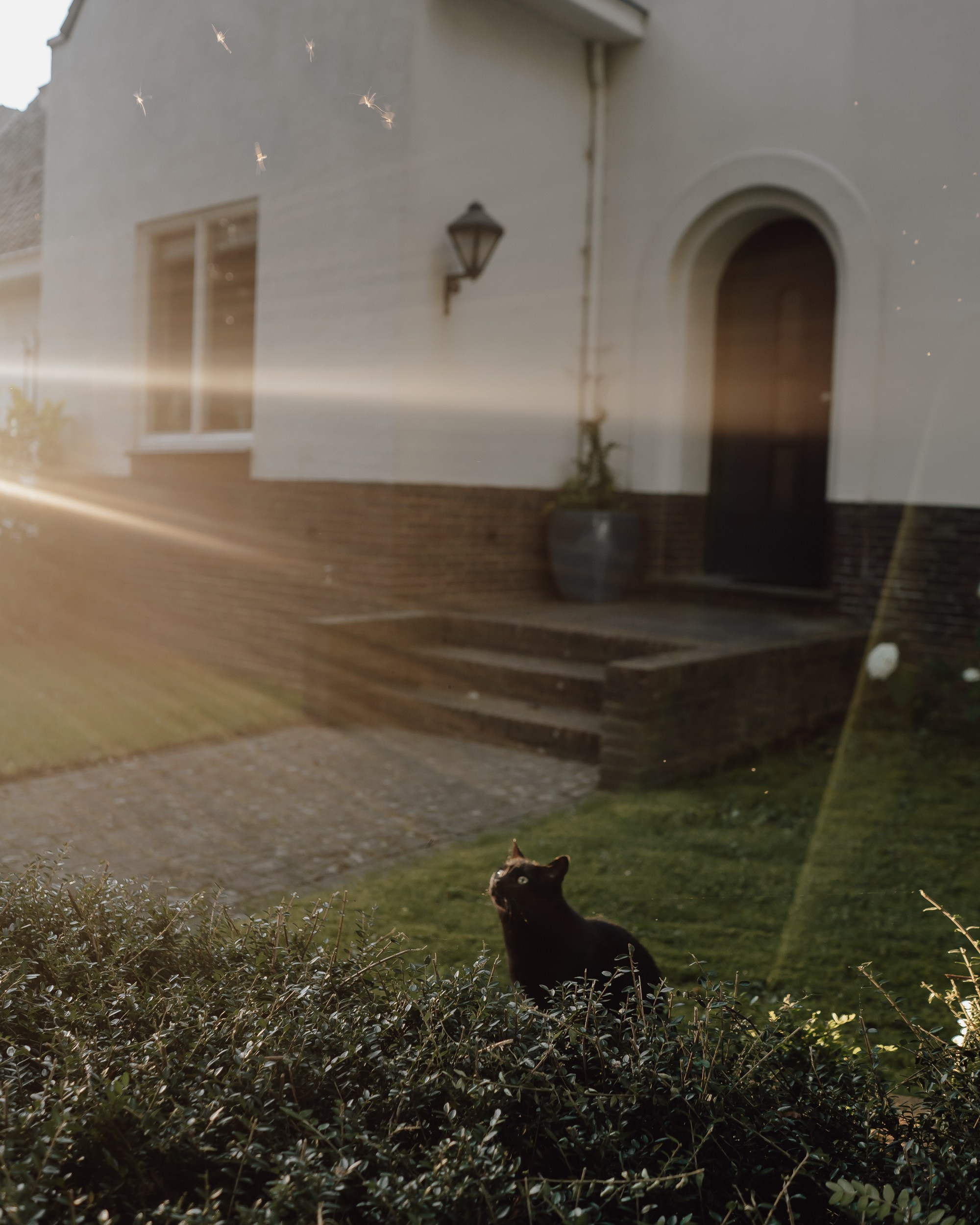 Real moments between people and their dogs