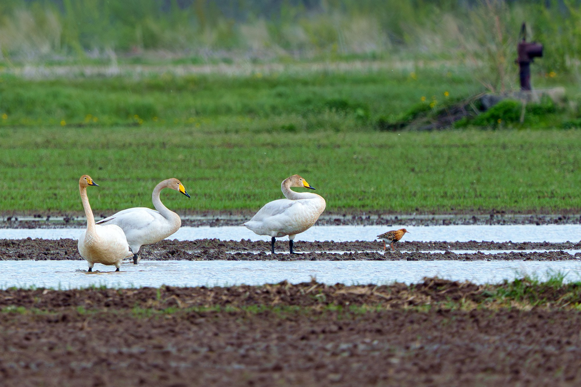 Удивительные мир птиц. Вокруг нас столько прекрасного — присмотритесь!. Ваш личный фотограф Марина Волкова