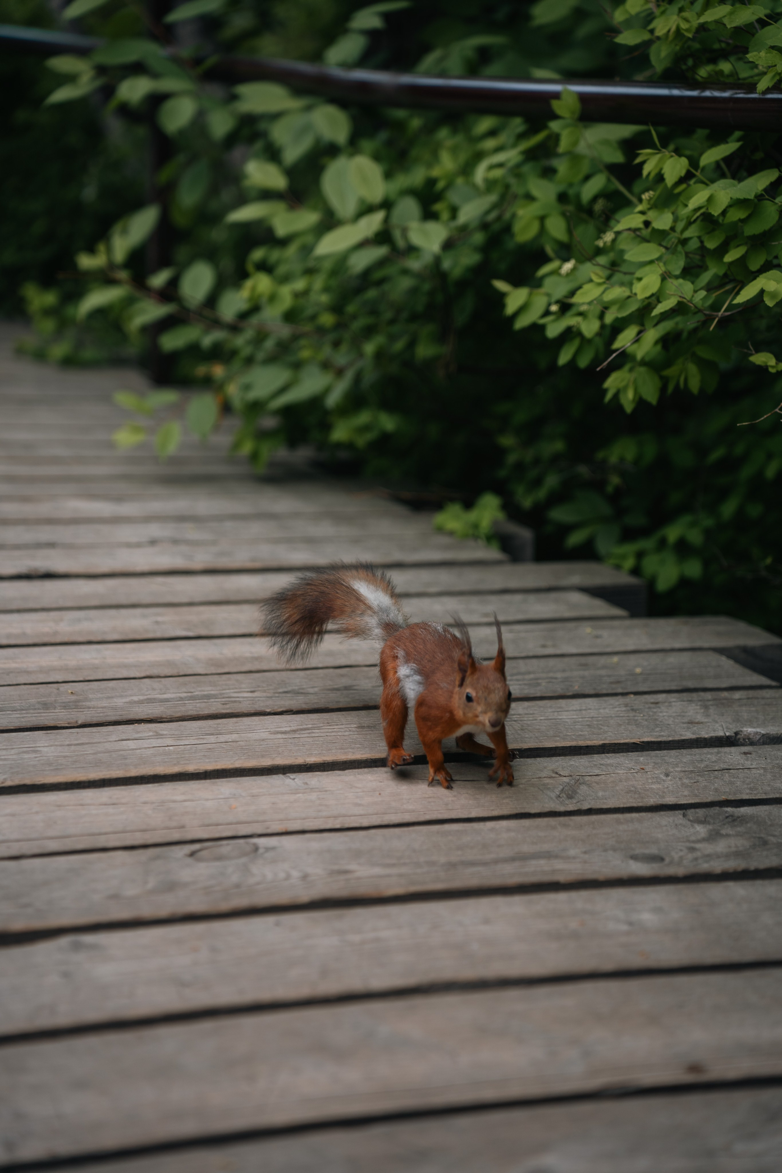 Сергей и Евгения. Фотограф и видеограф Олег Игнатов | Свадьбы, Love Story, реклама и корпоративы — Красноярск