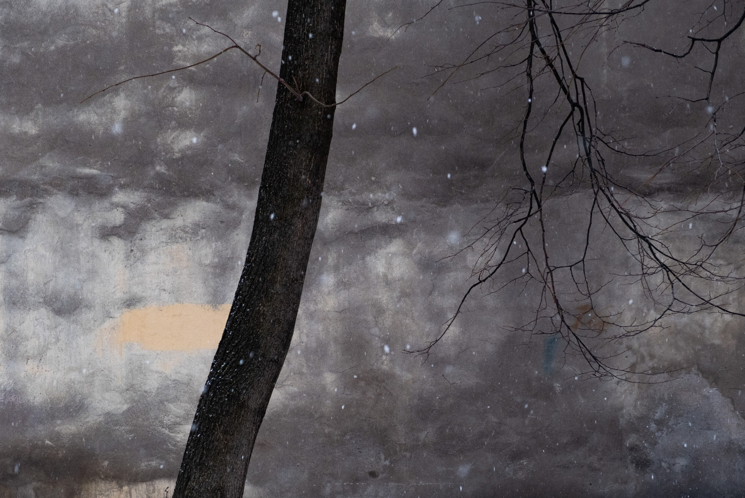 Vetvi. Коллекция