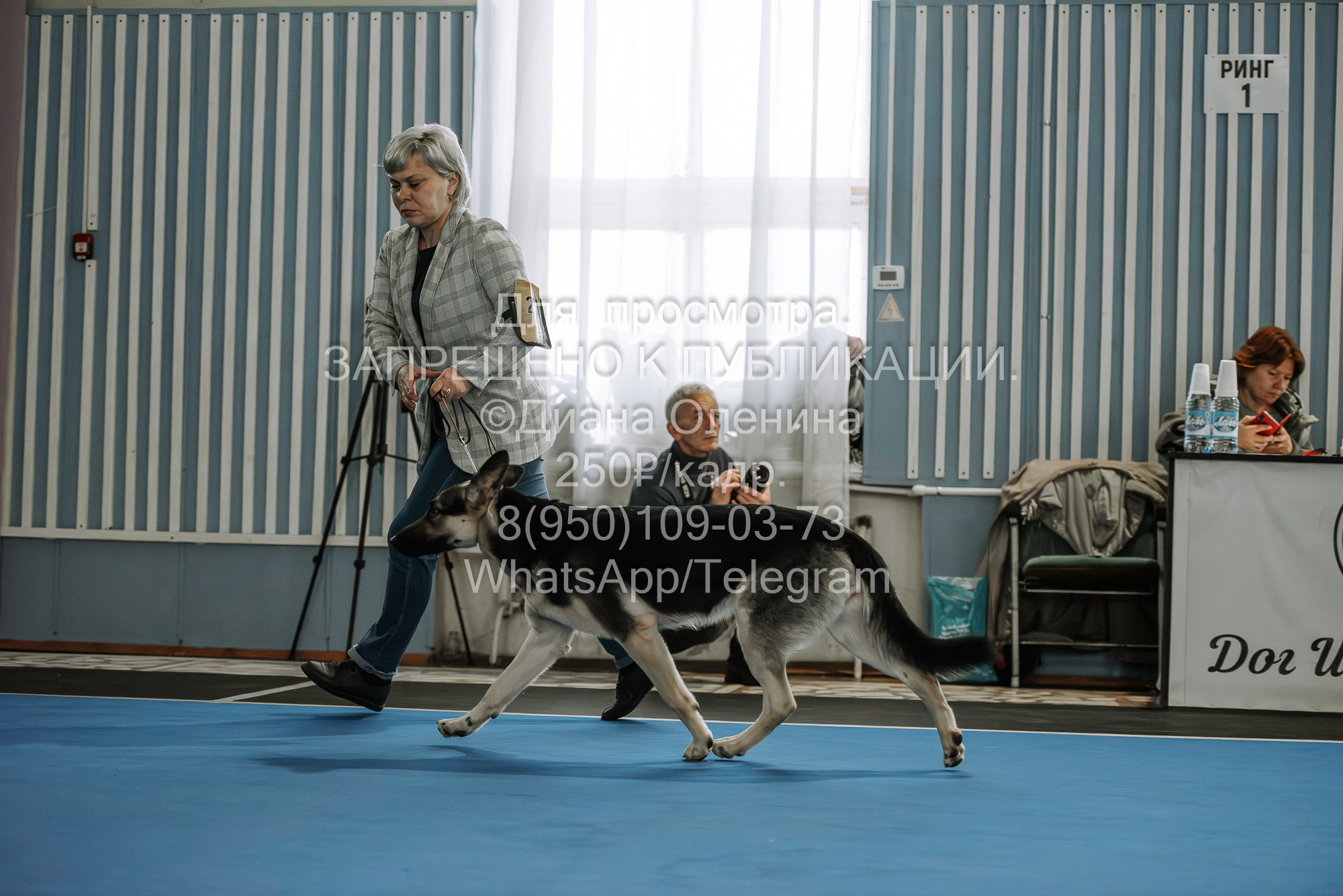 Выставка собак Красноярск 29.10.2023. Фотограф Диана Оленина Красноярск / Братск