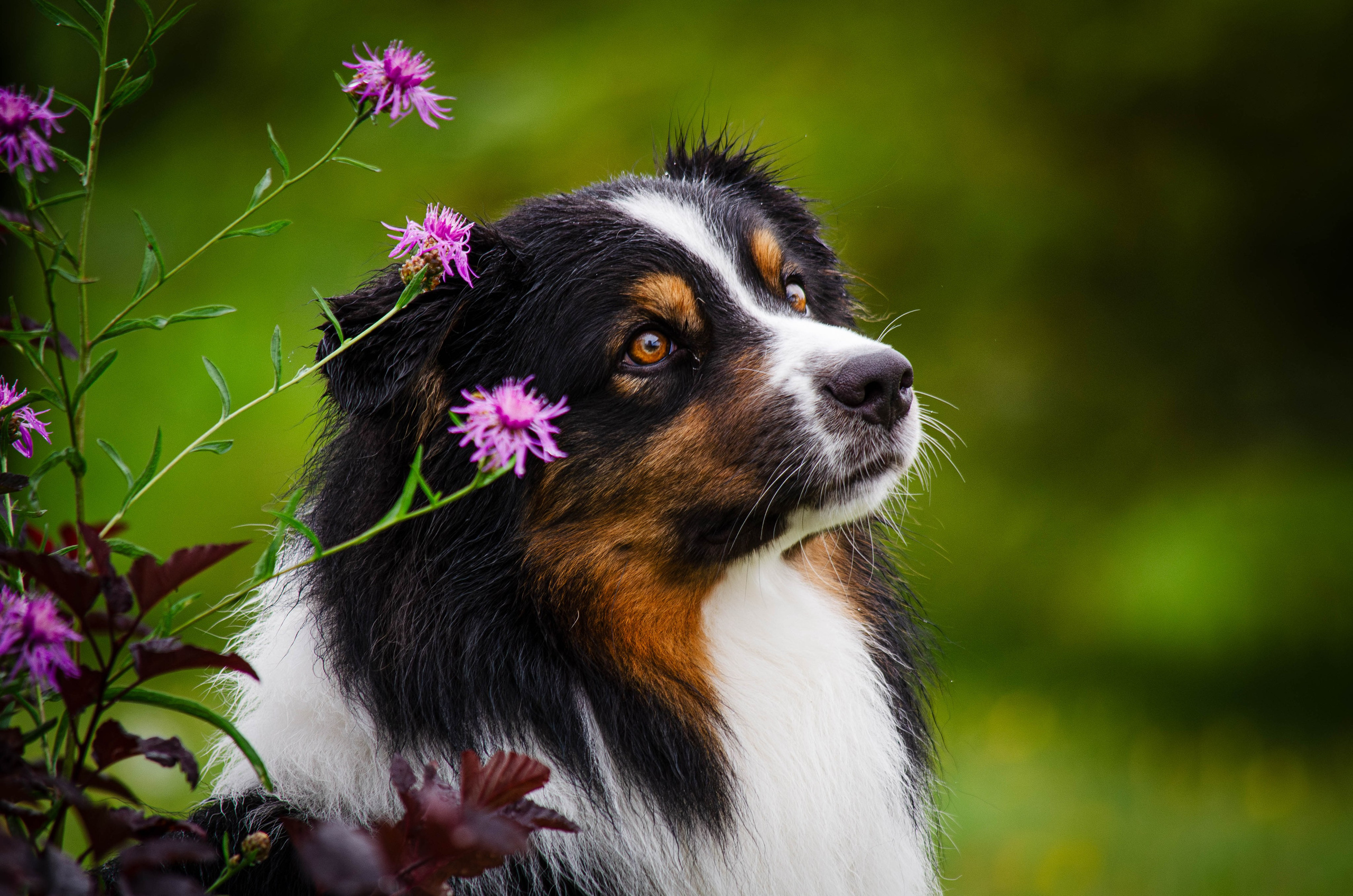 Арья и Оззи. Фотограф Светлана Блинова, Москва и Московская область