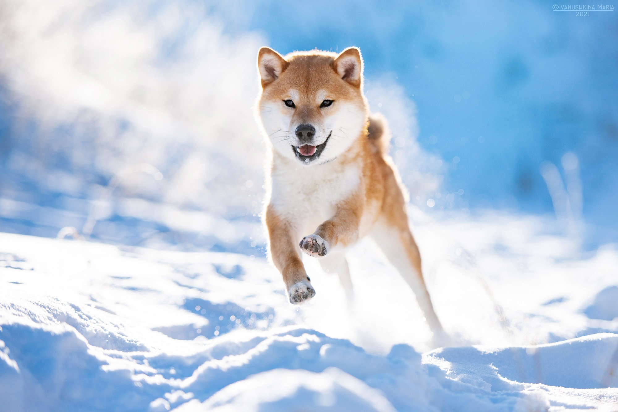 Фотограф-анималист. Фотограф собак в Москве и Московской области Иванушкина Мария