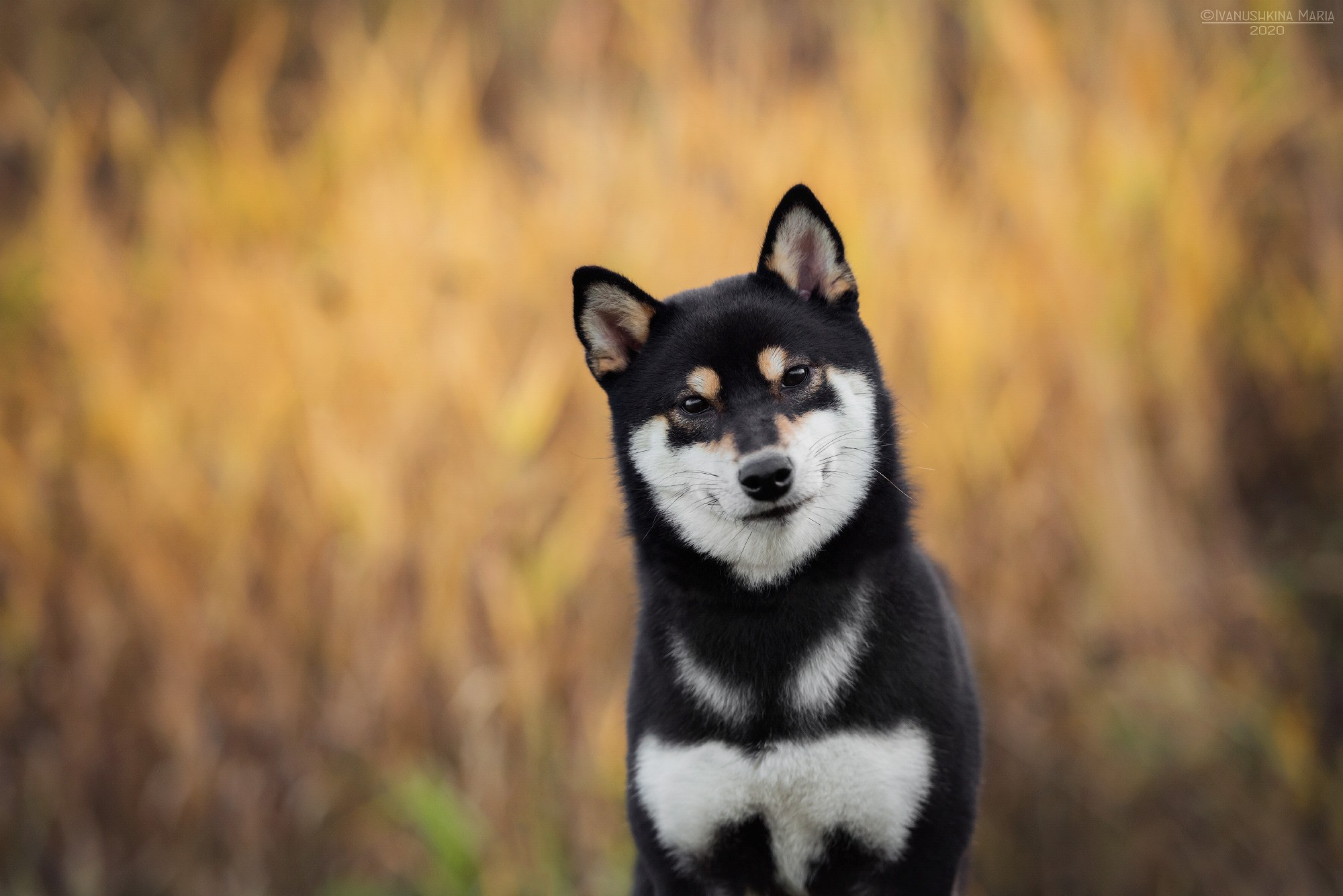 Фотограф-анималист. Фотограф собак в Москве и Московской области Иванушкина Мария