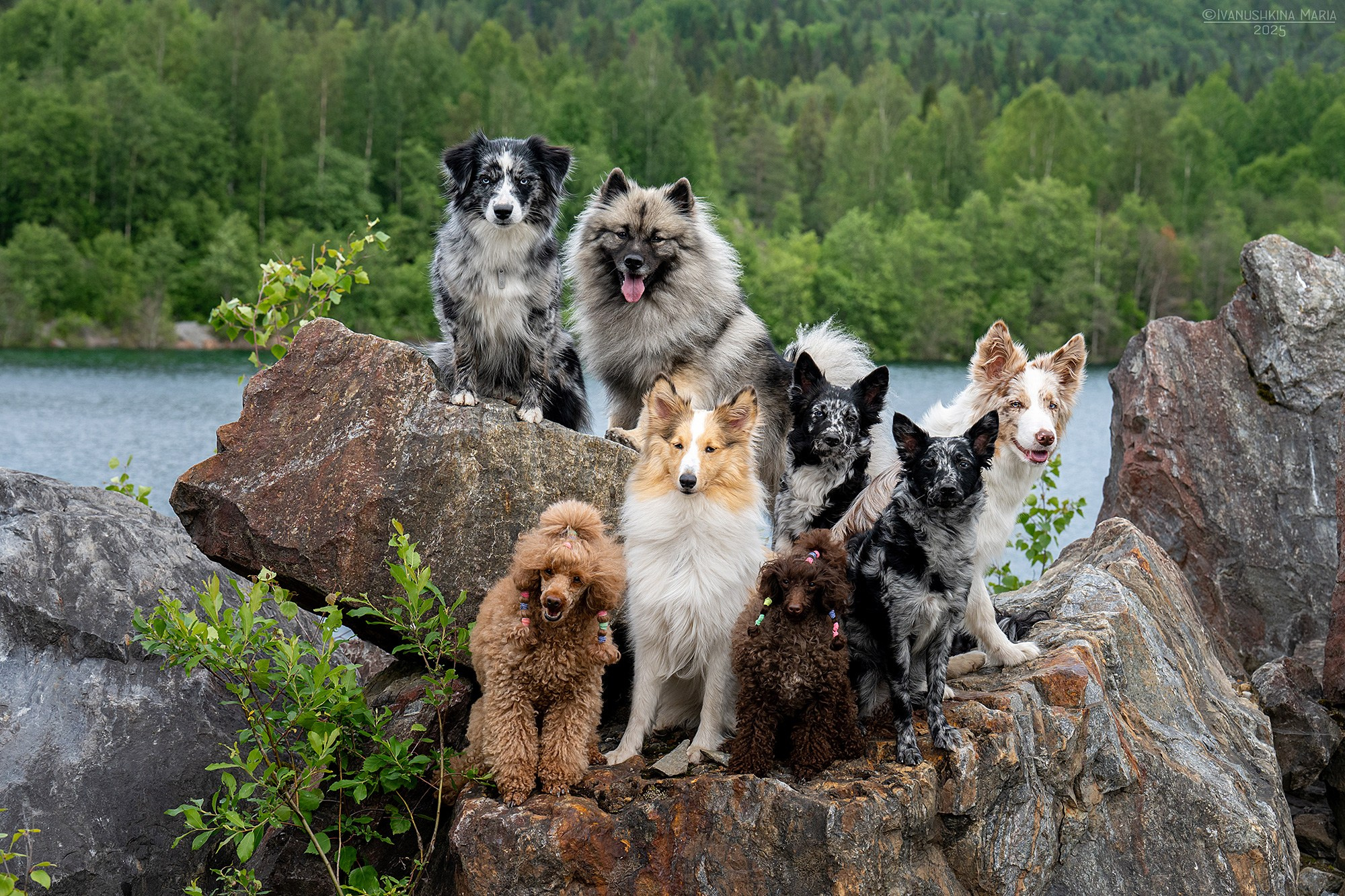Фотограф-анималист. Фотограф собак в Москве и Московской области Иванушкина Мария