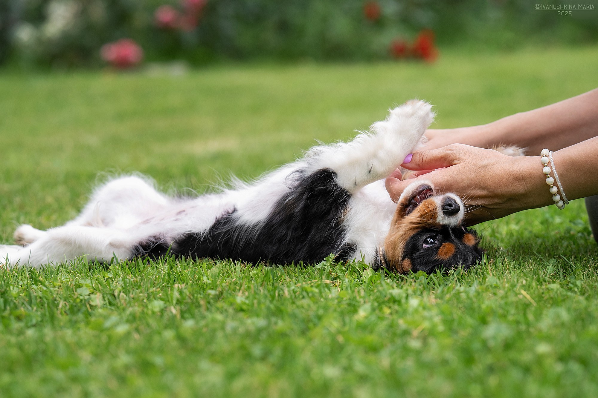 Фотосессия щенков на продажу. Фотограф собак в Москве и Московской области Иванушкина Мария