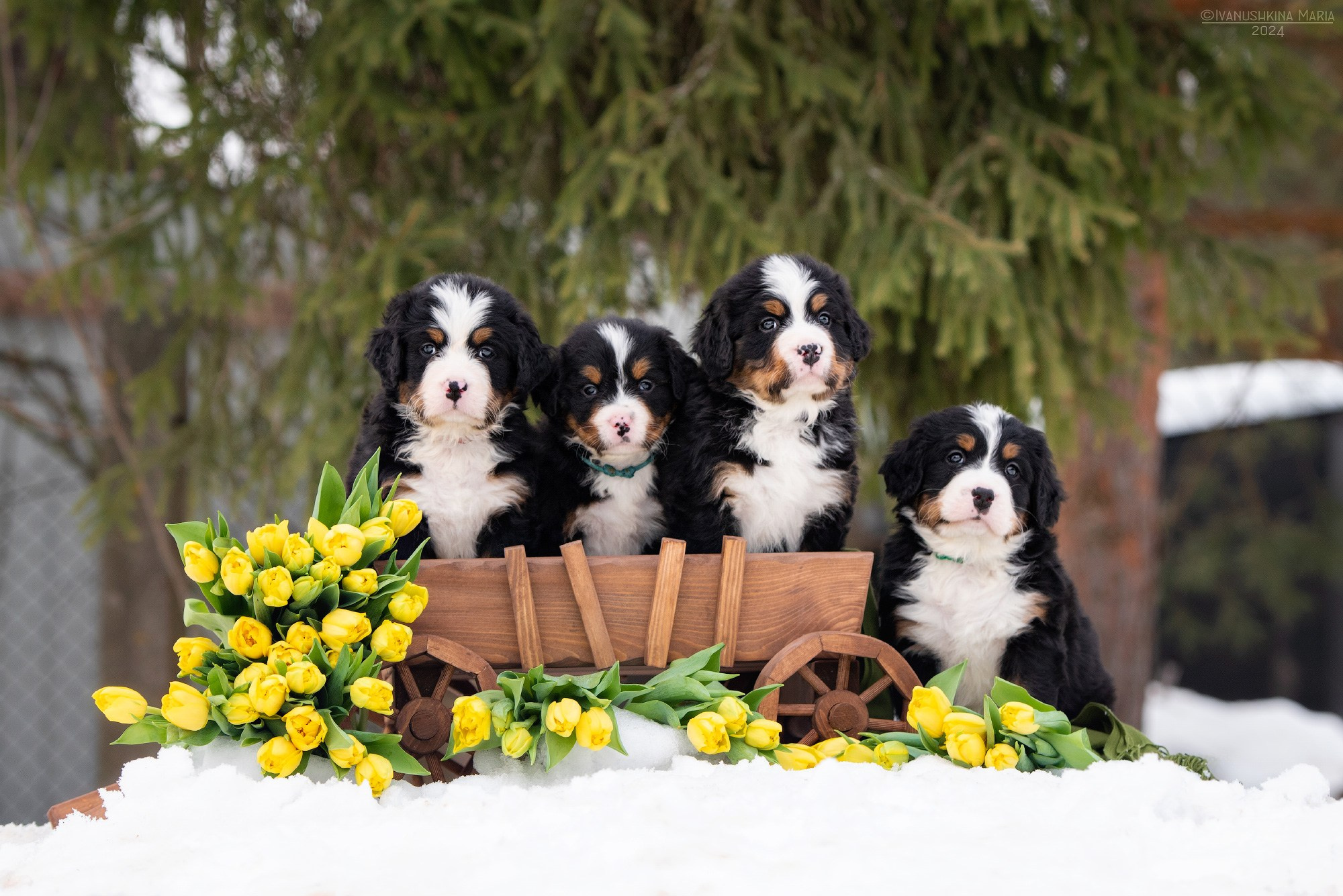 Фотосессия щенков на продажу. Фотограф собак в Москве и Московской области Иванушкина Мария