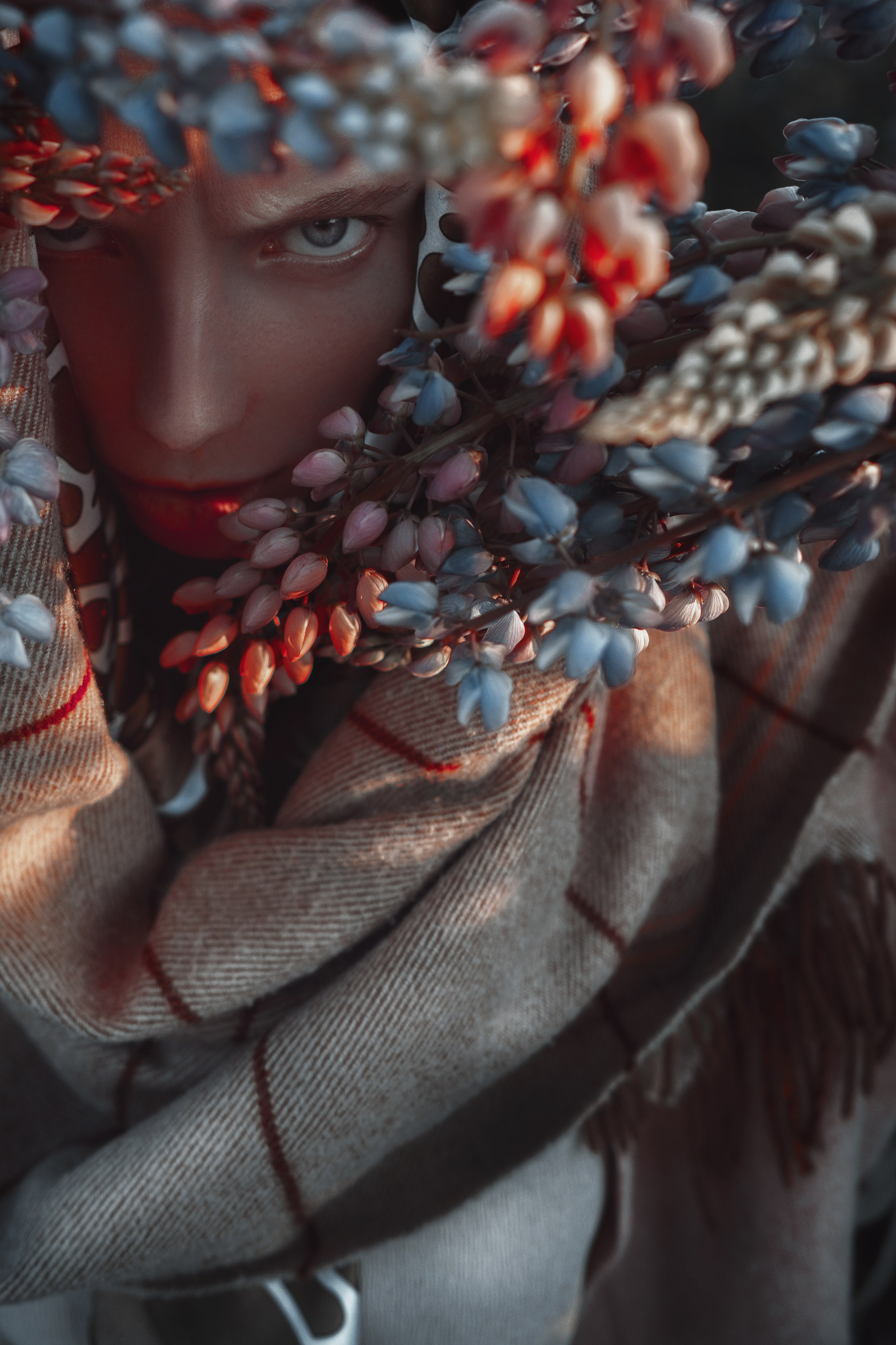 LUPINUS ALBUS. Sergey,kuzichev