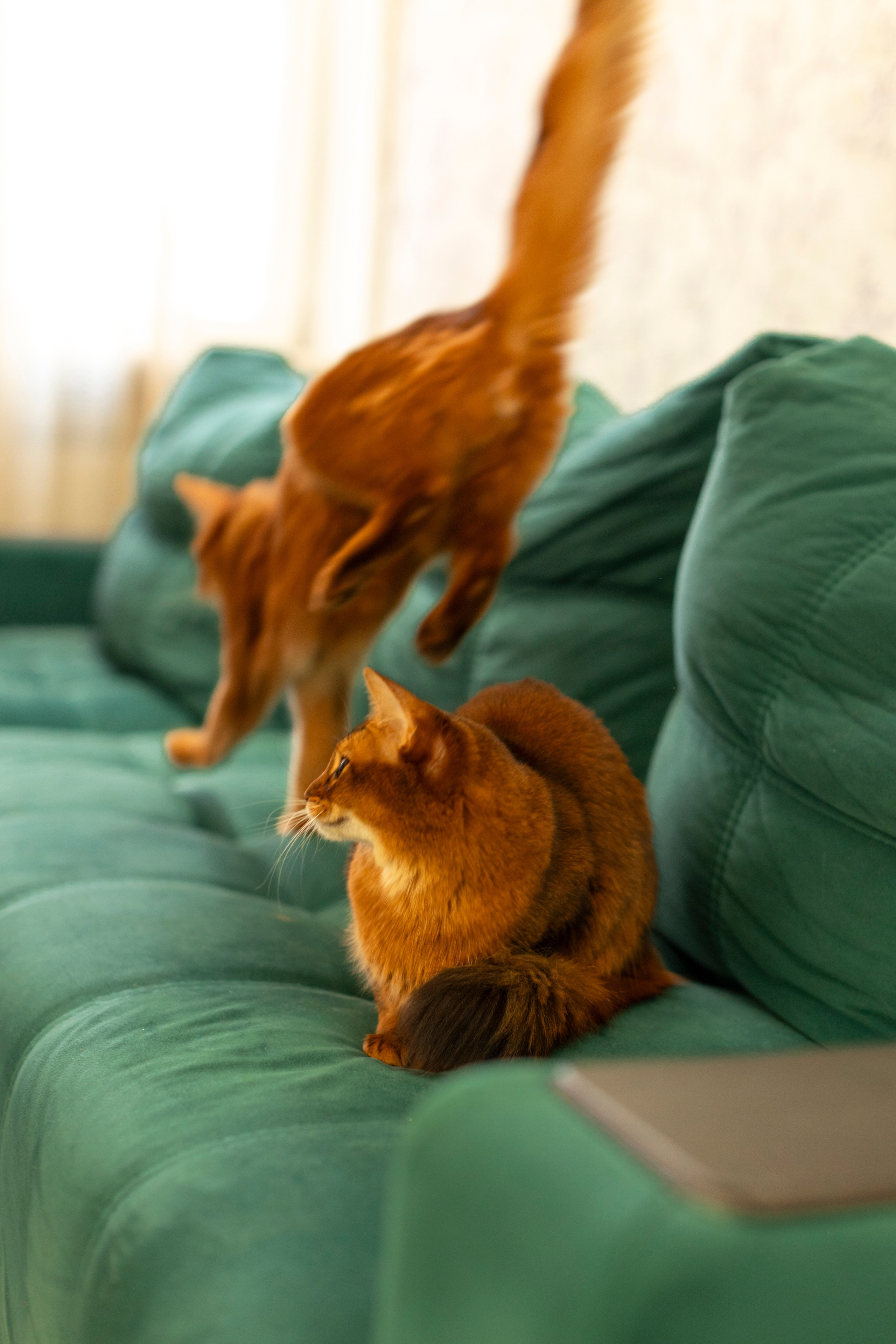 Сомали. Art my Pho