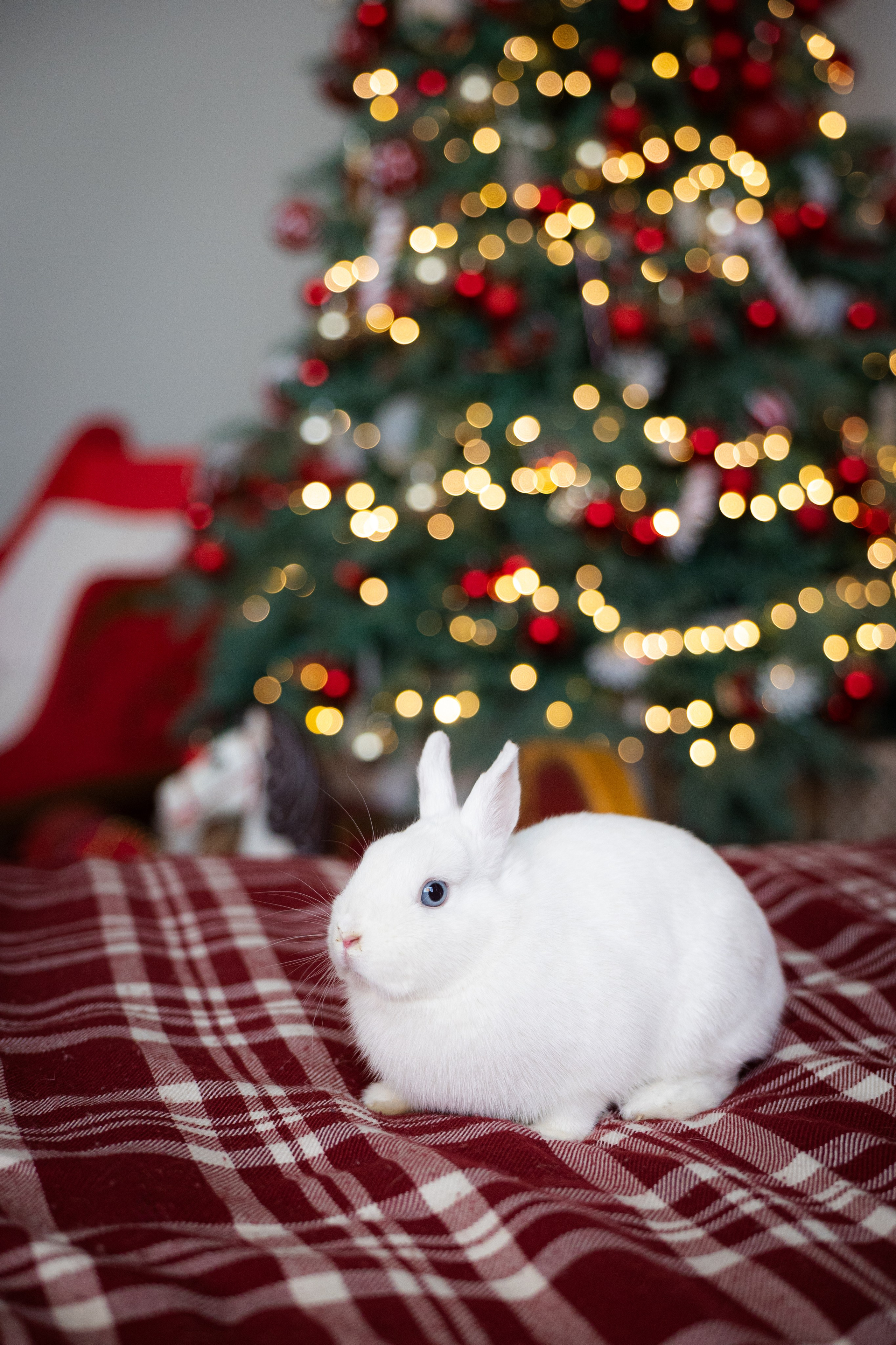 Юлия, Игорь и Кики. Ваш фотограф — Александра Андрущенко